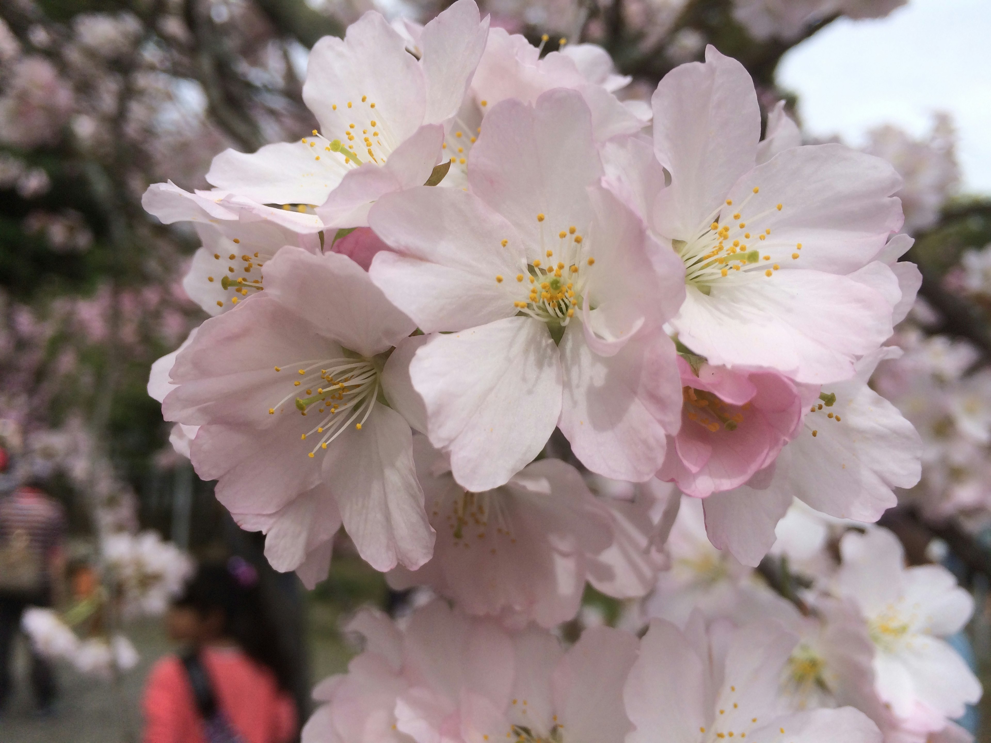 桜の花が咲いている近接ショットで、薄いピンク色の花びらと黄色い雄しべが見える