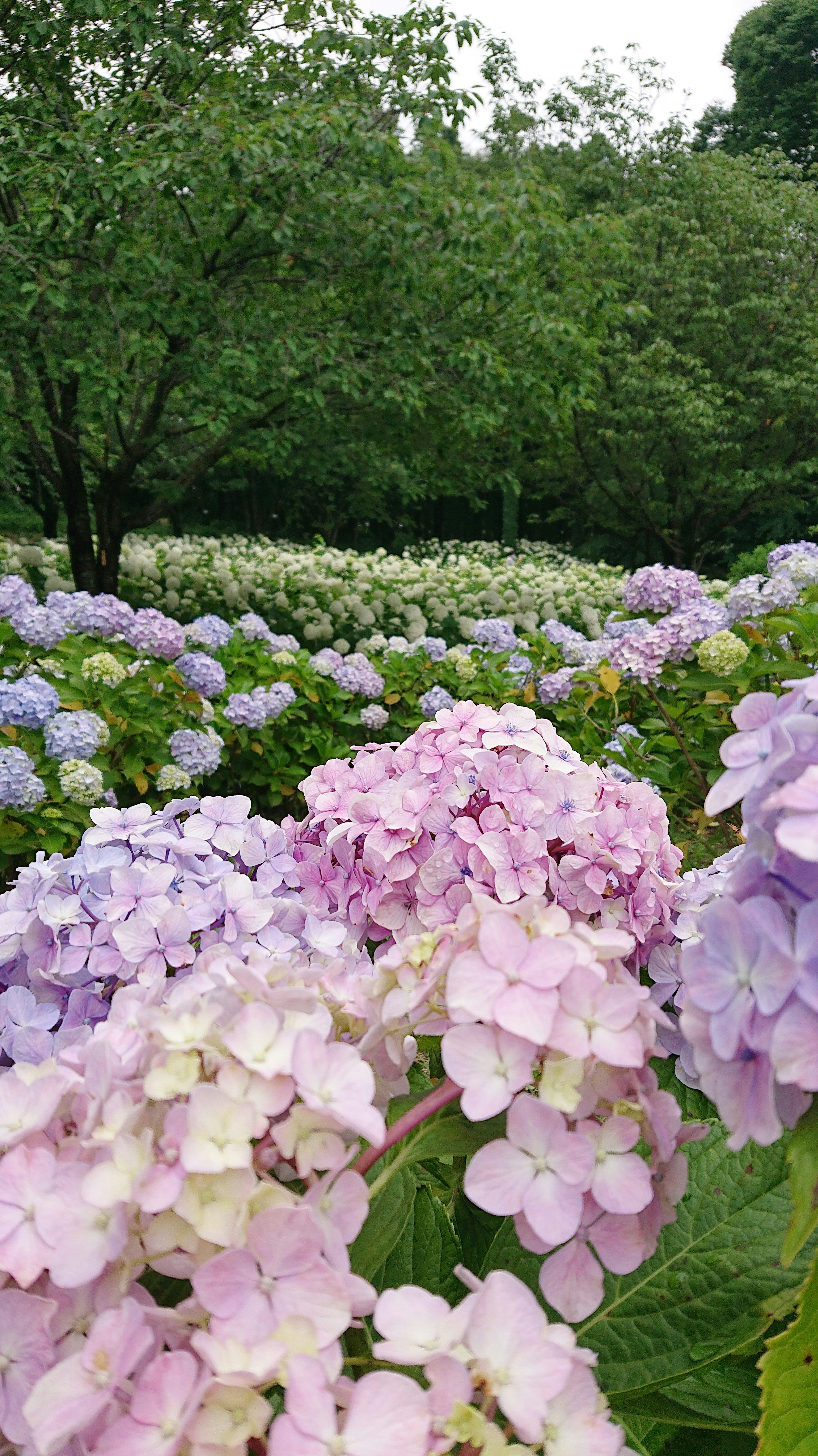 ภูมิทัศน์ที่เขียวขจีมีดอกไฮเดรนเยียบานในเฉดสีม่วงและชมพู