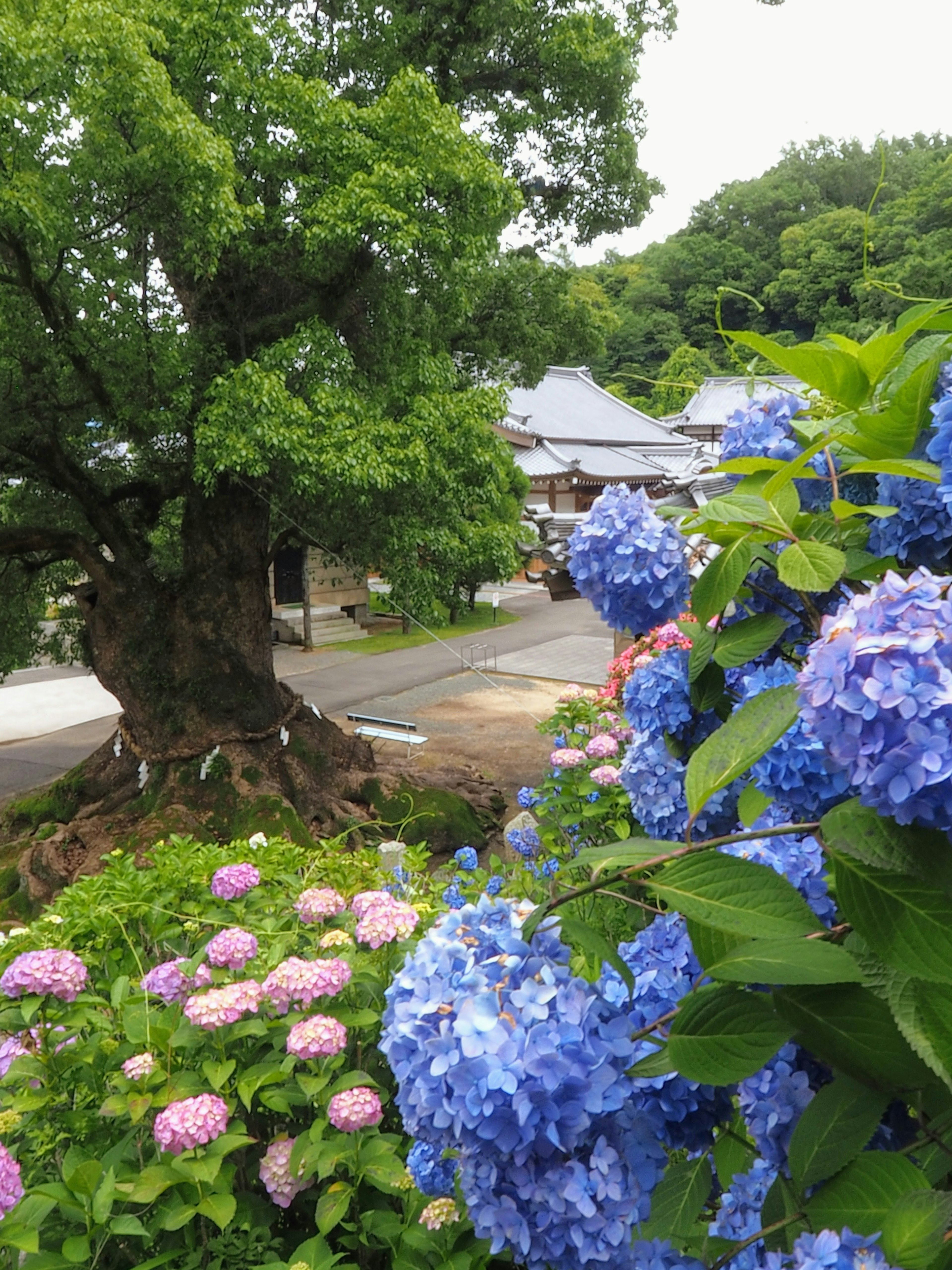 A landscape featuring blue and pink hydrangeas with a large tree and a house in the background