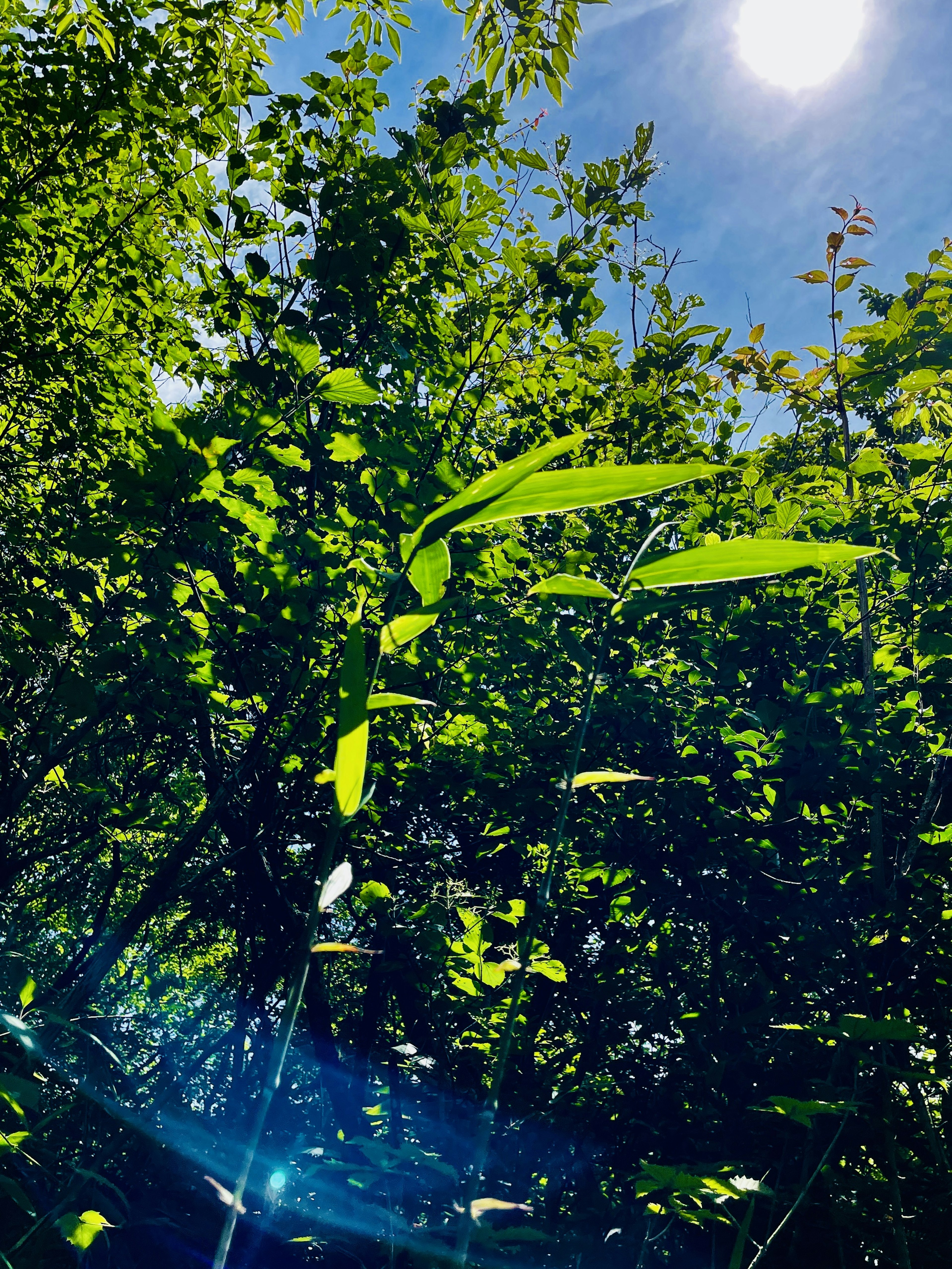 Gros plan de feuilles vertes luxuriantes sous un ciel bleu et le soleil