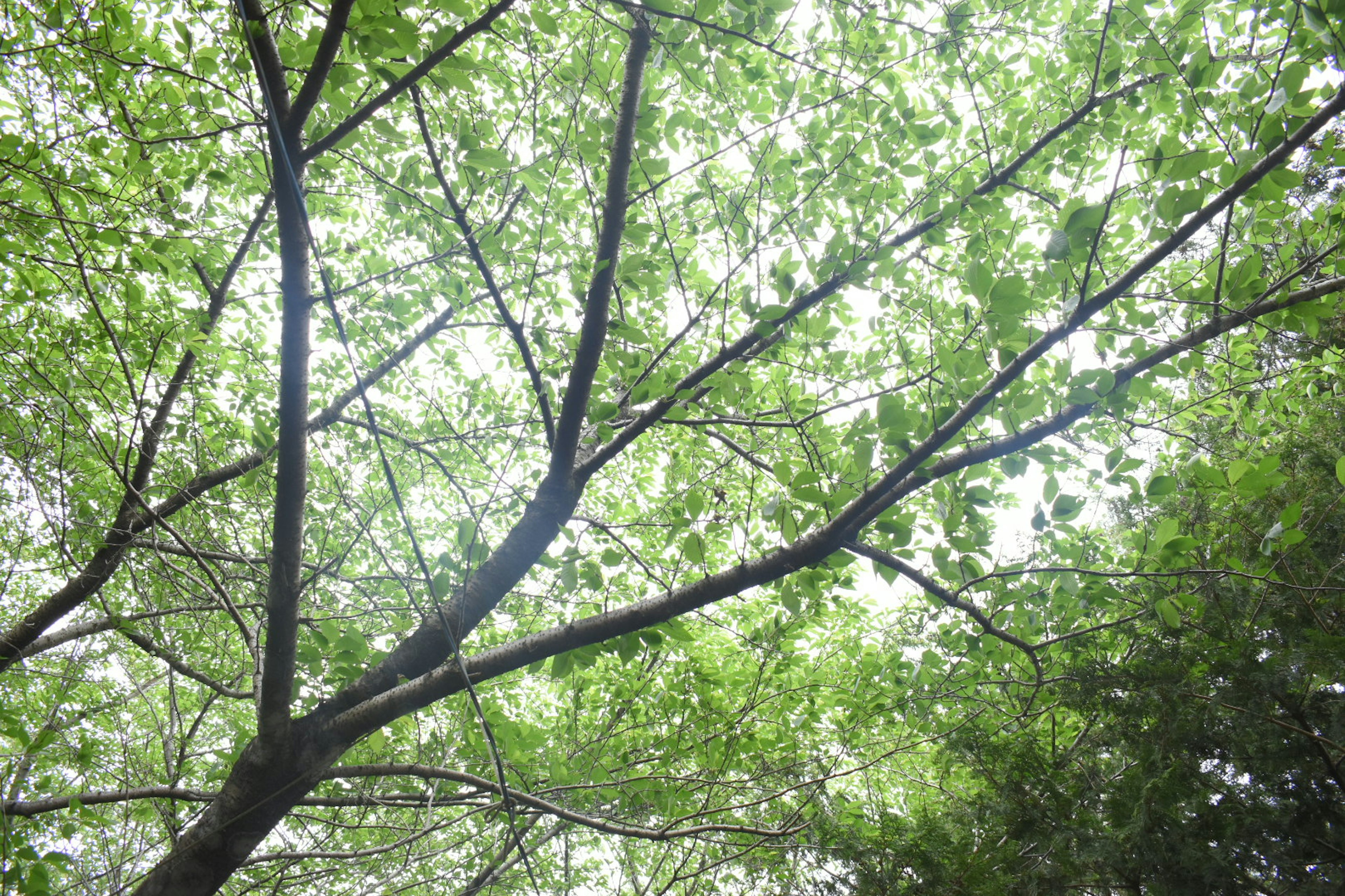 View looking up at tree branches with lush green leaves