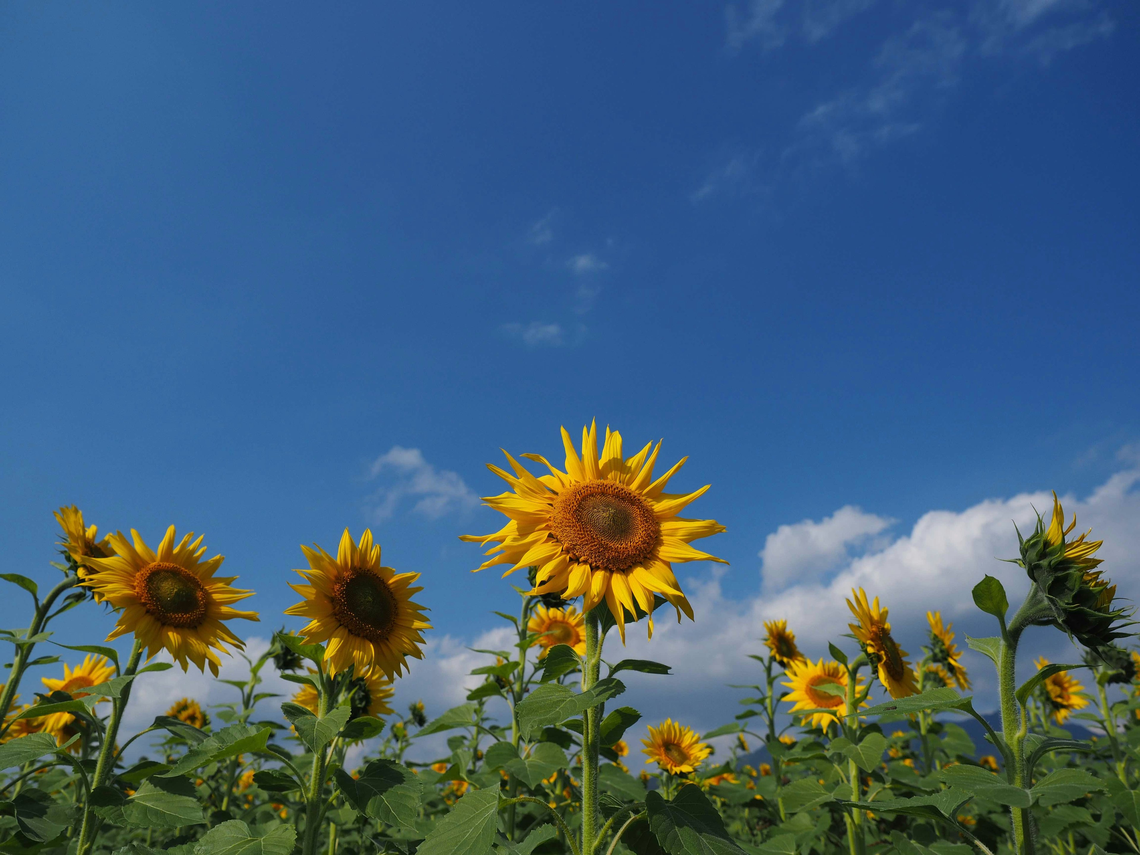 Campo di girasoli sotto un cielo blu chiaro