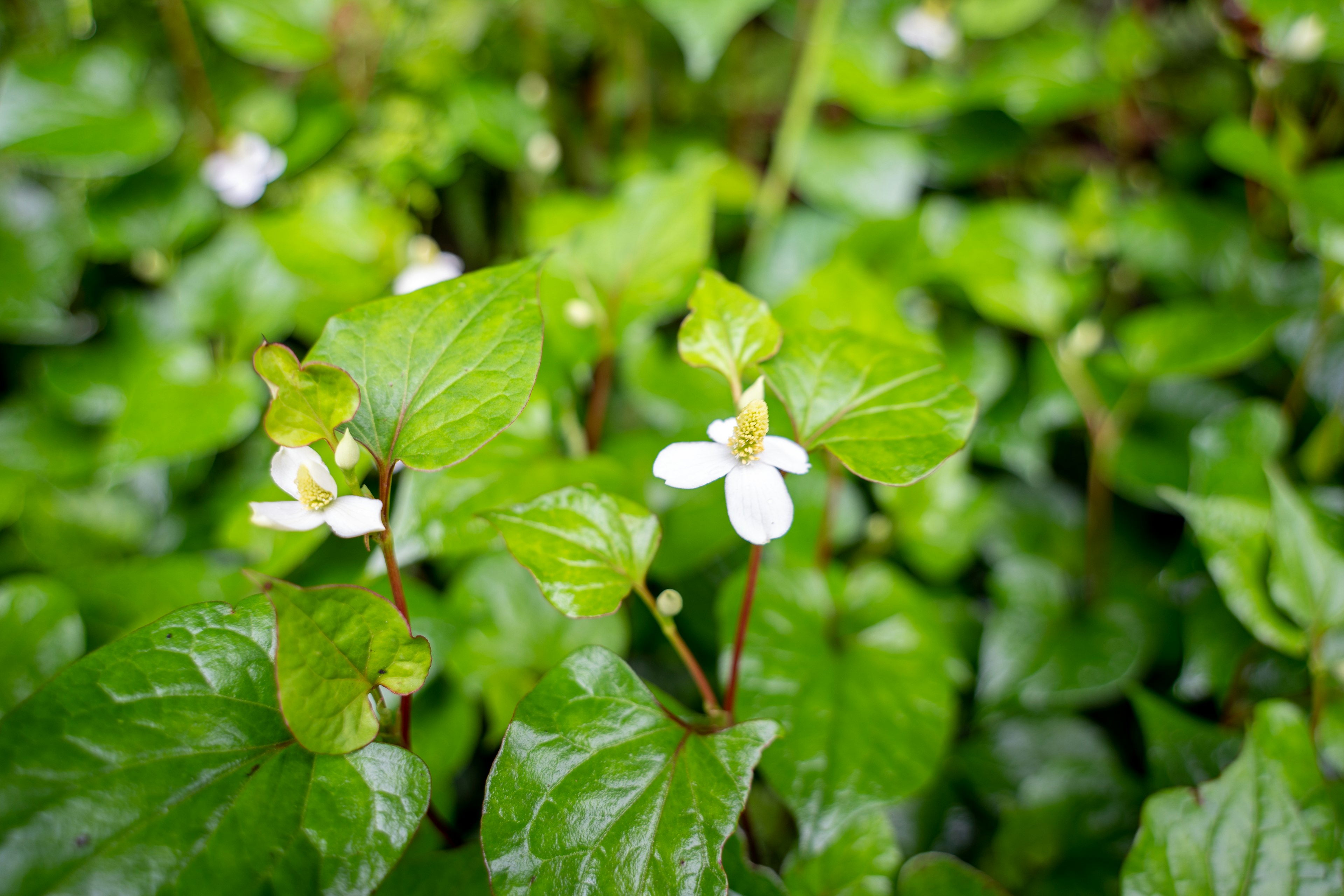 緑の葉と白い花を持つ植物のクローズアップ