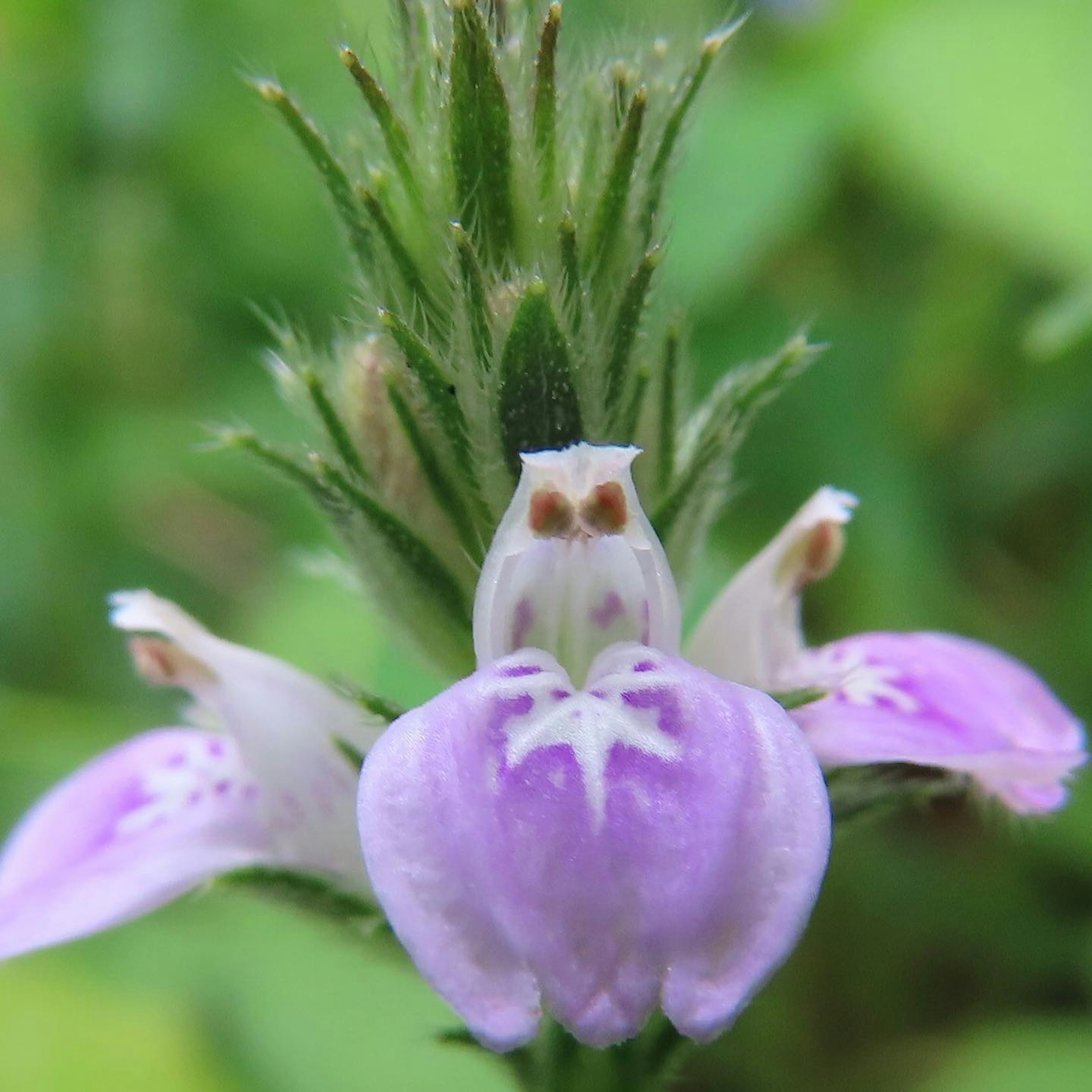 紫色の花が特徴的な植物のクローズアップ画像