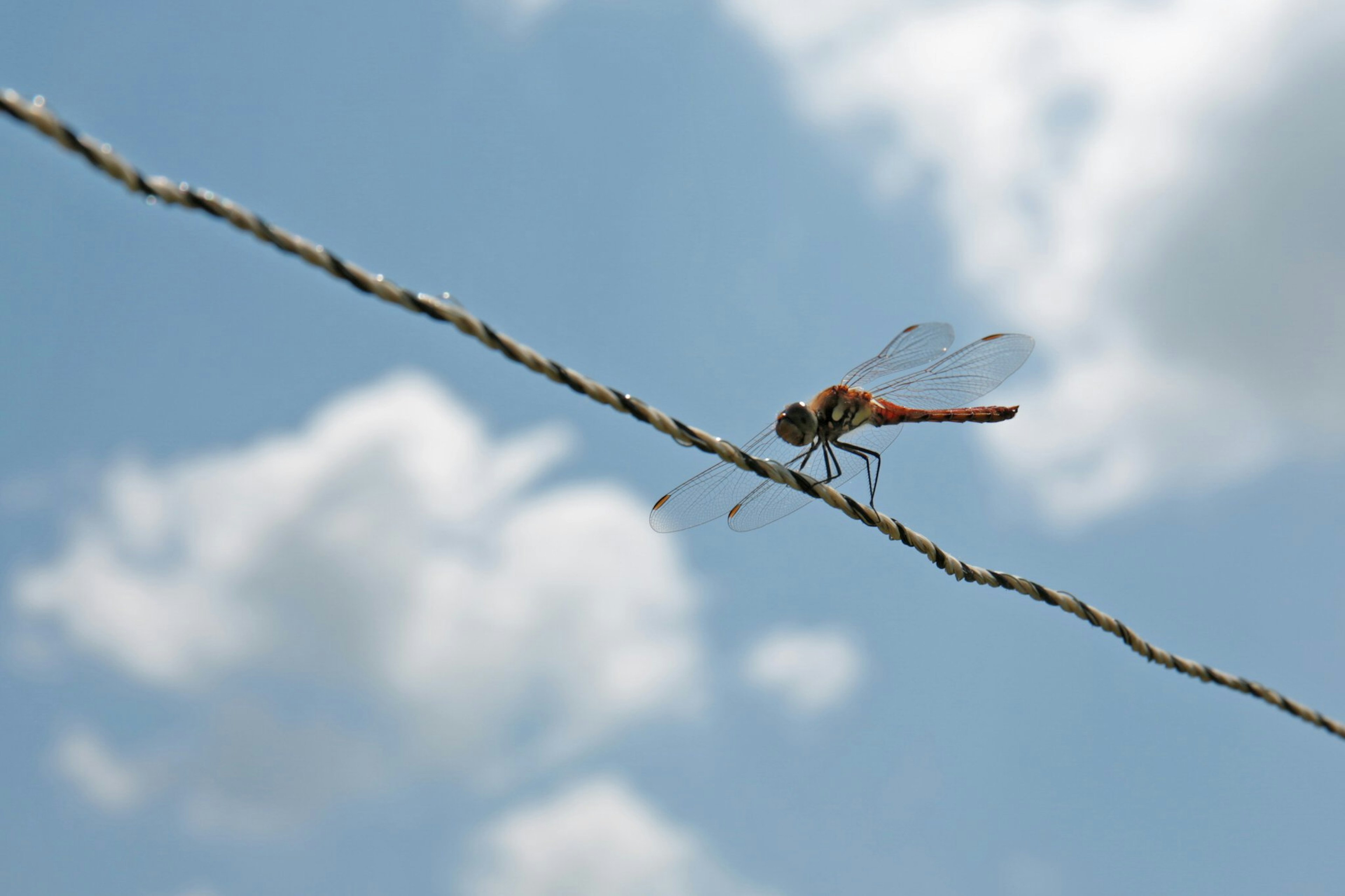 Primer plano de una libélula descansando en un alambre bajo un cielo azul