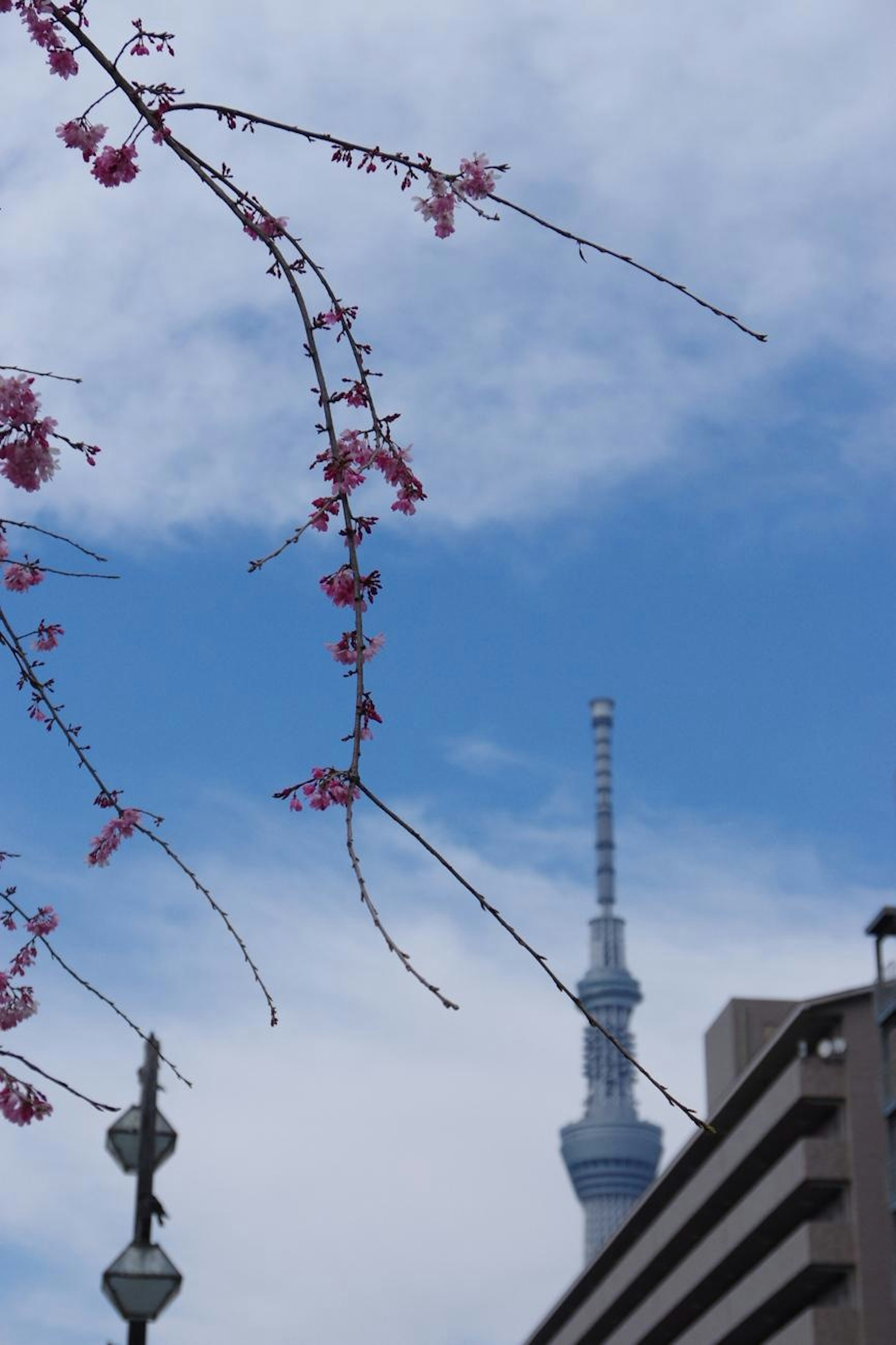 桜の花と東京スカイツリーが映る青空の風景