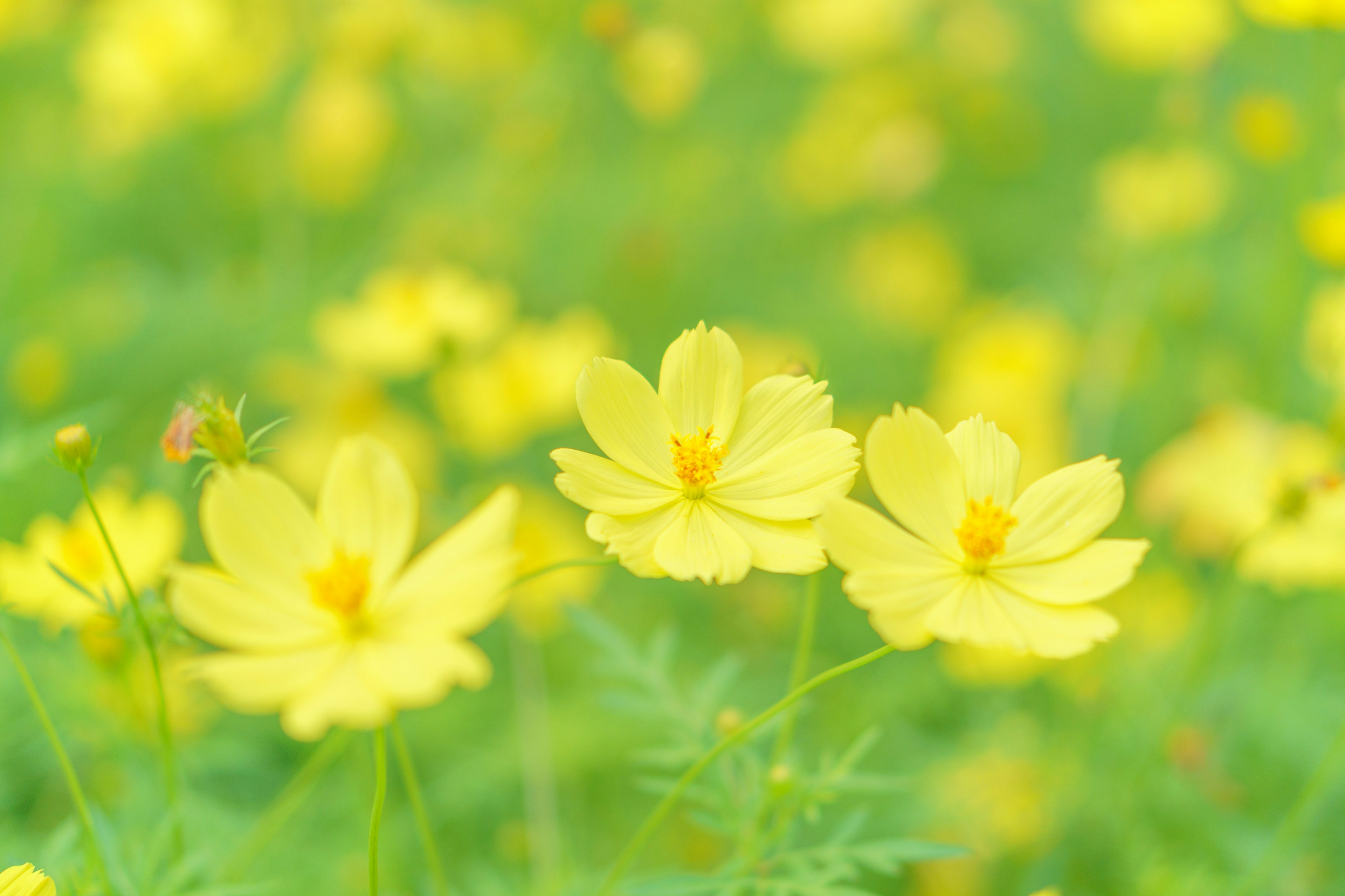 ทิวทัศน์สว่างสดใสพร้อมดอกไม้สีเหลืองที่บาน