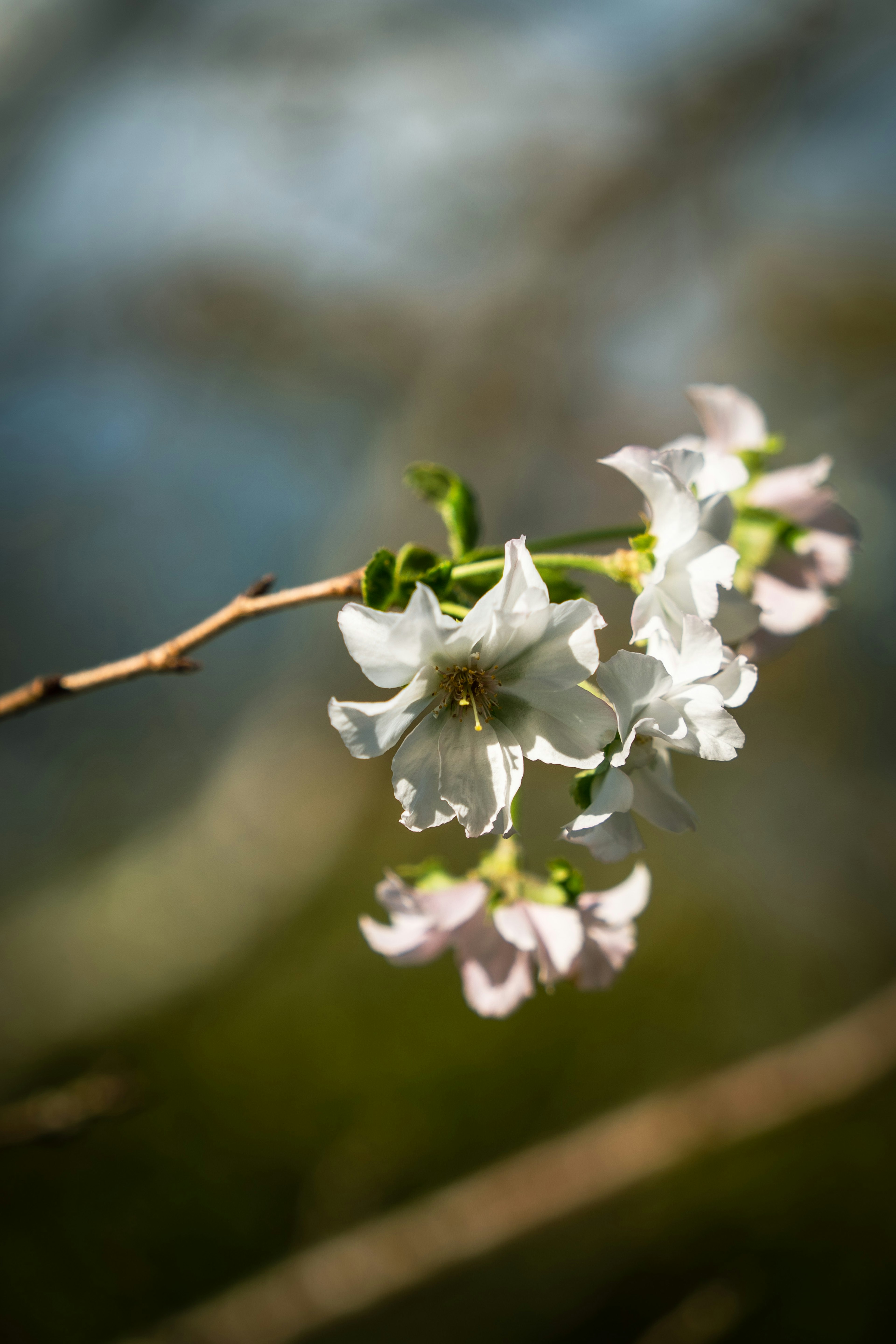 白い花と淡い紫色の花が咲いている枝のクローズアップ