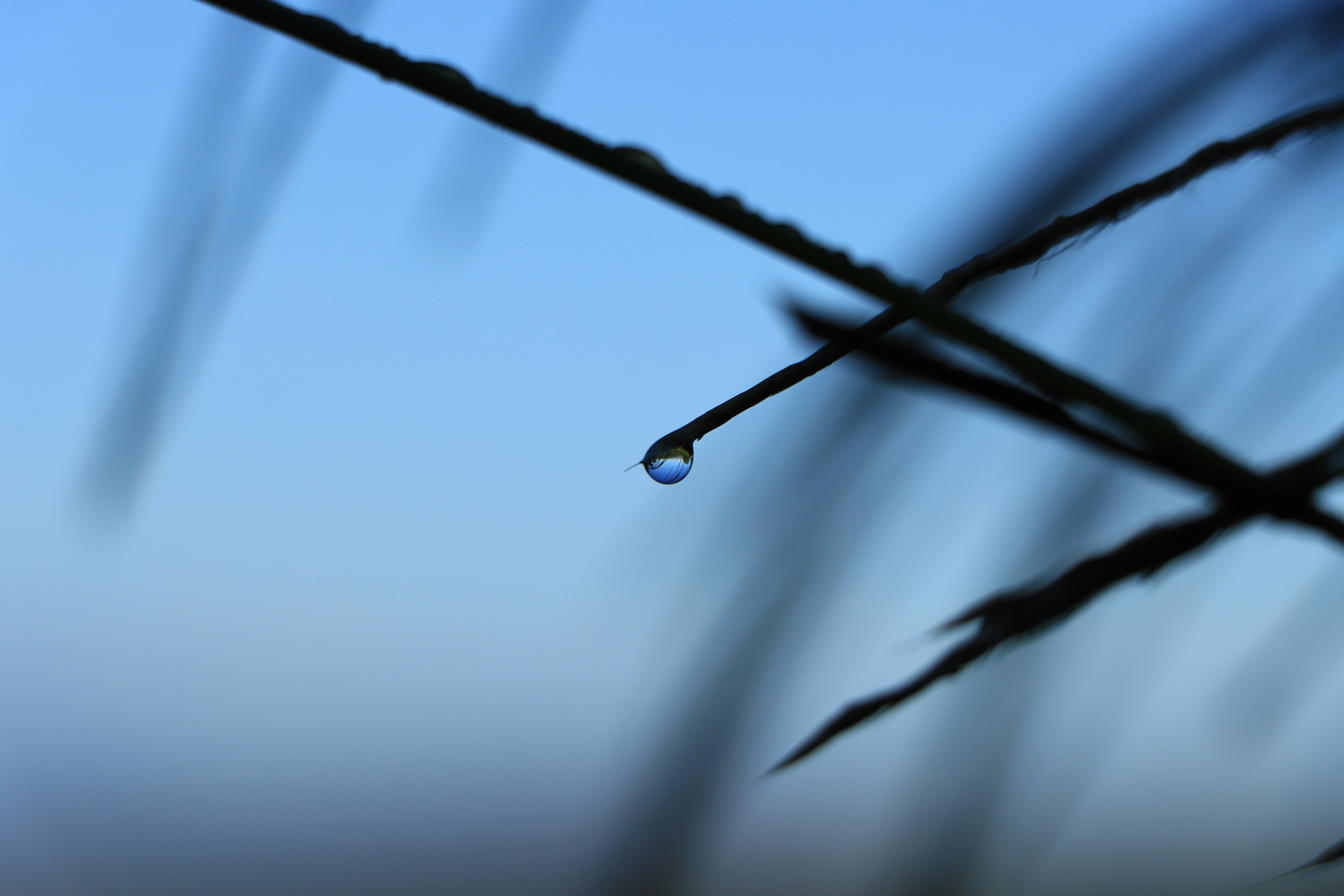 A close-up of a water droplet on a blade of grass against a blue sky