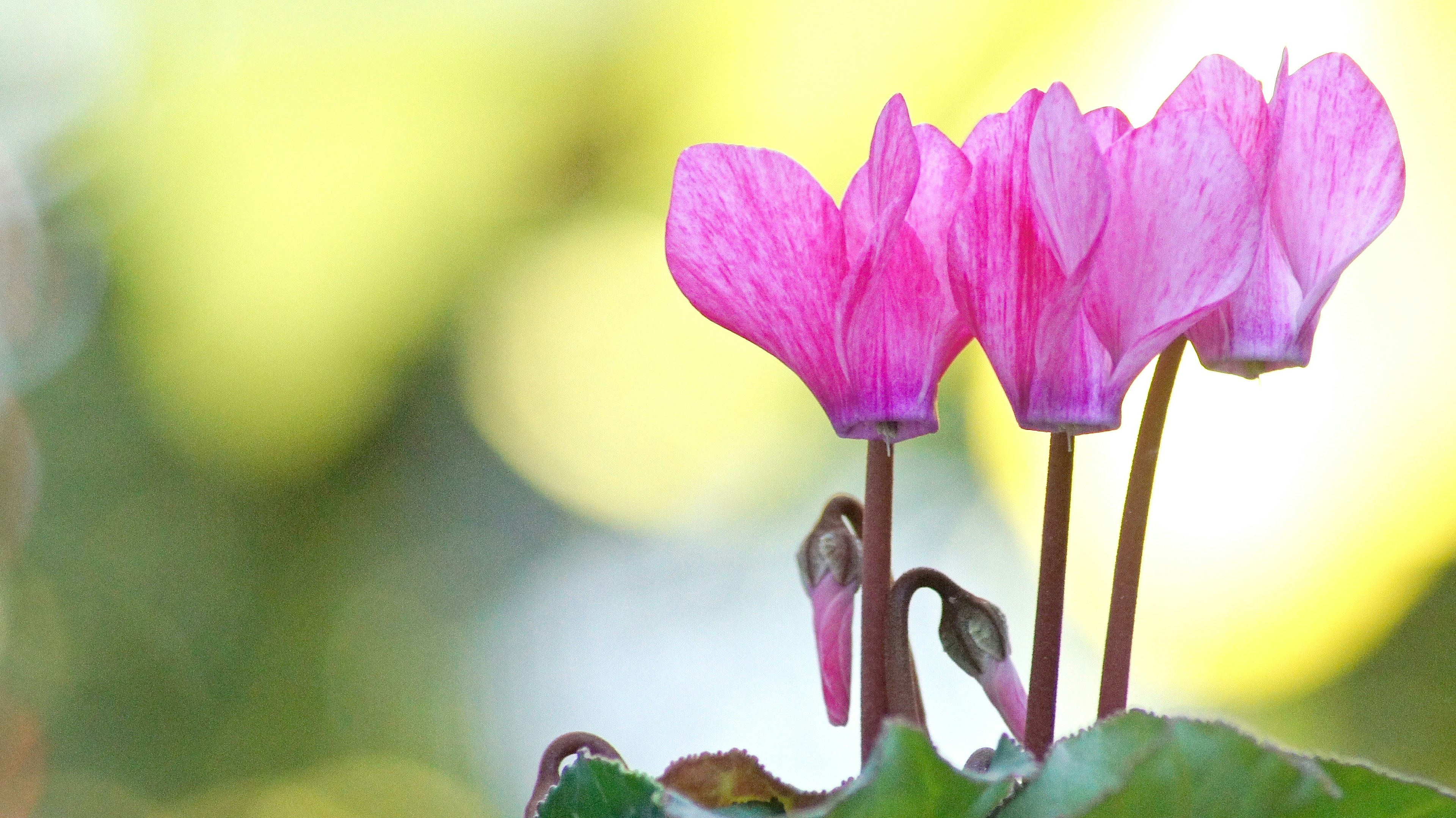 Gros plan de fleurs de cyclamen roses avec un arrière-plan vert flou