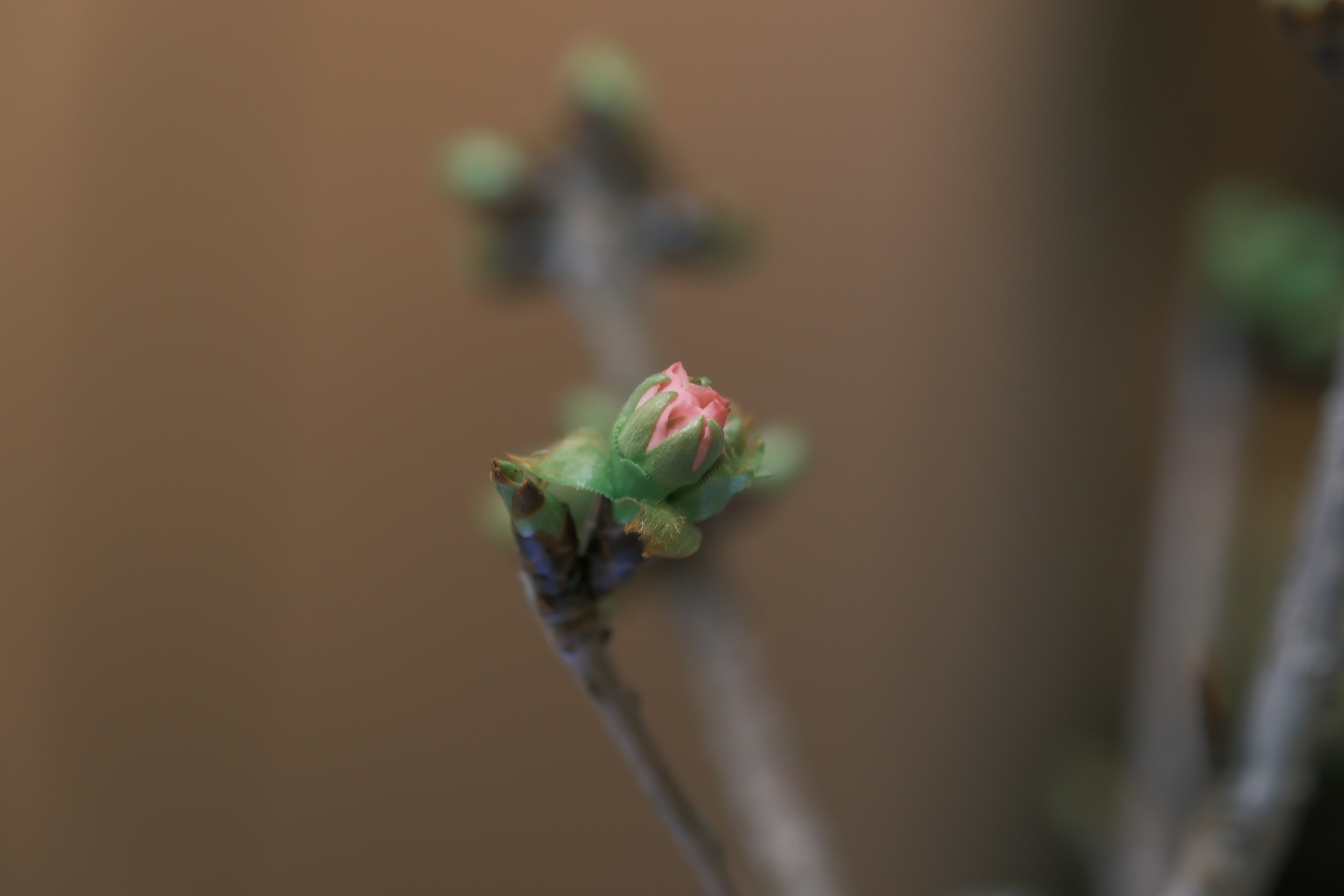 Primer plano de una planta con brotes verdes y un toque de flor roja