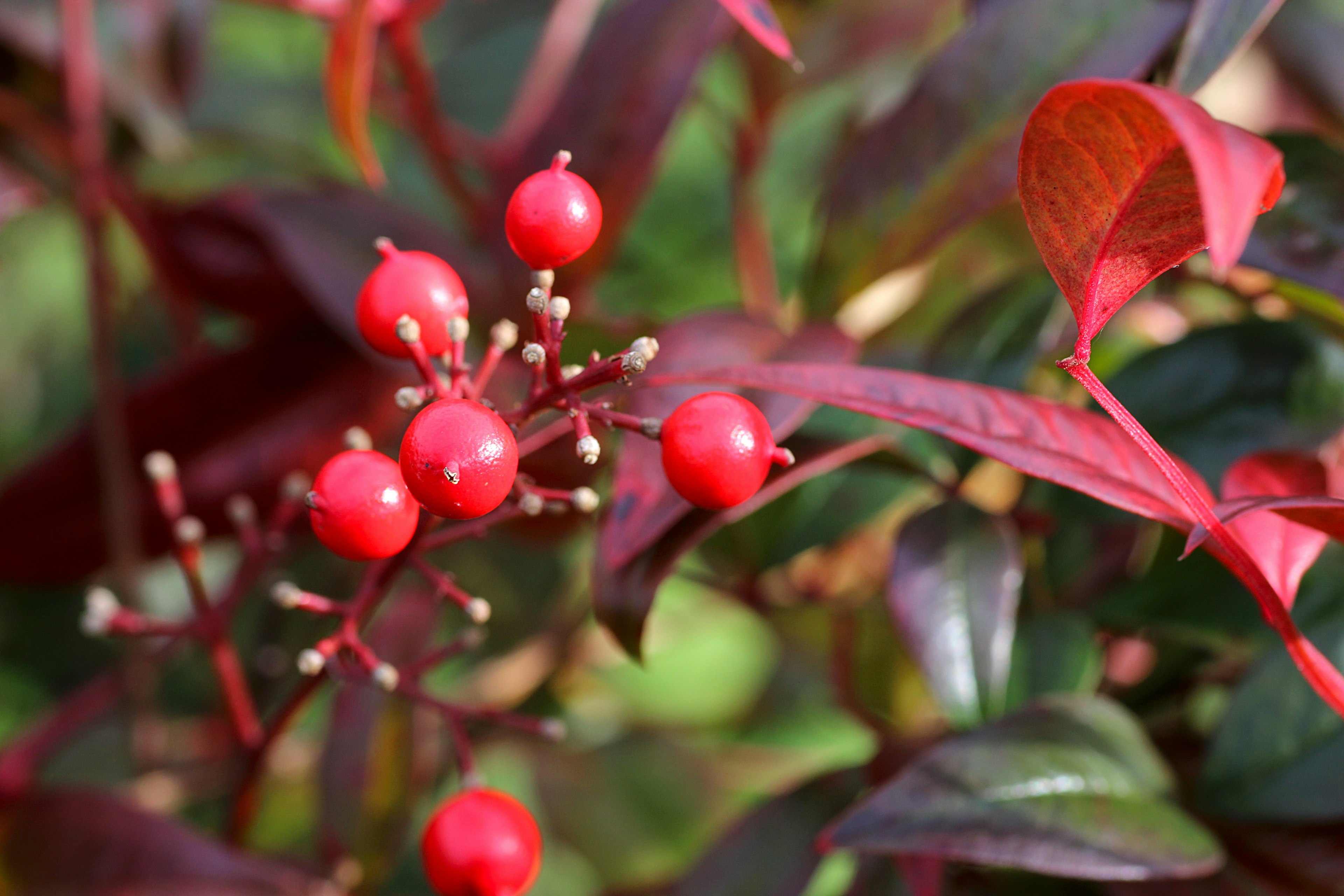 Gros plan d'une plante avec des baies rouges et des feuilles rougeâtres