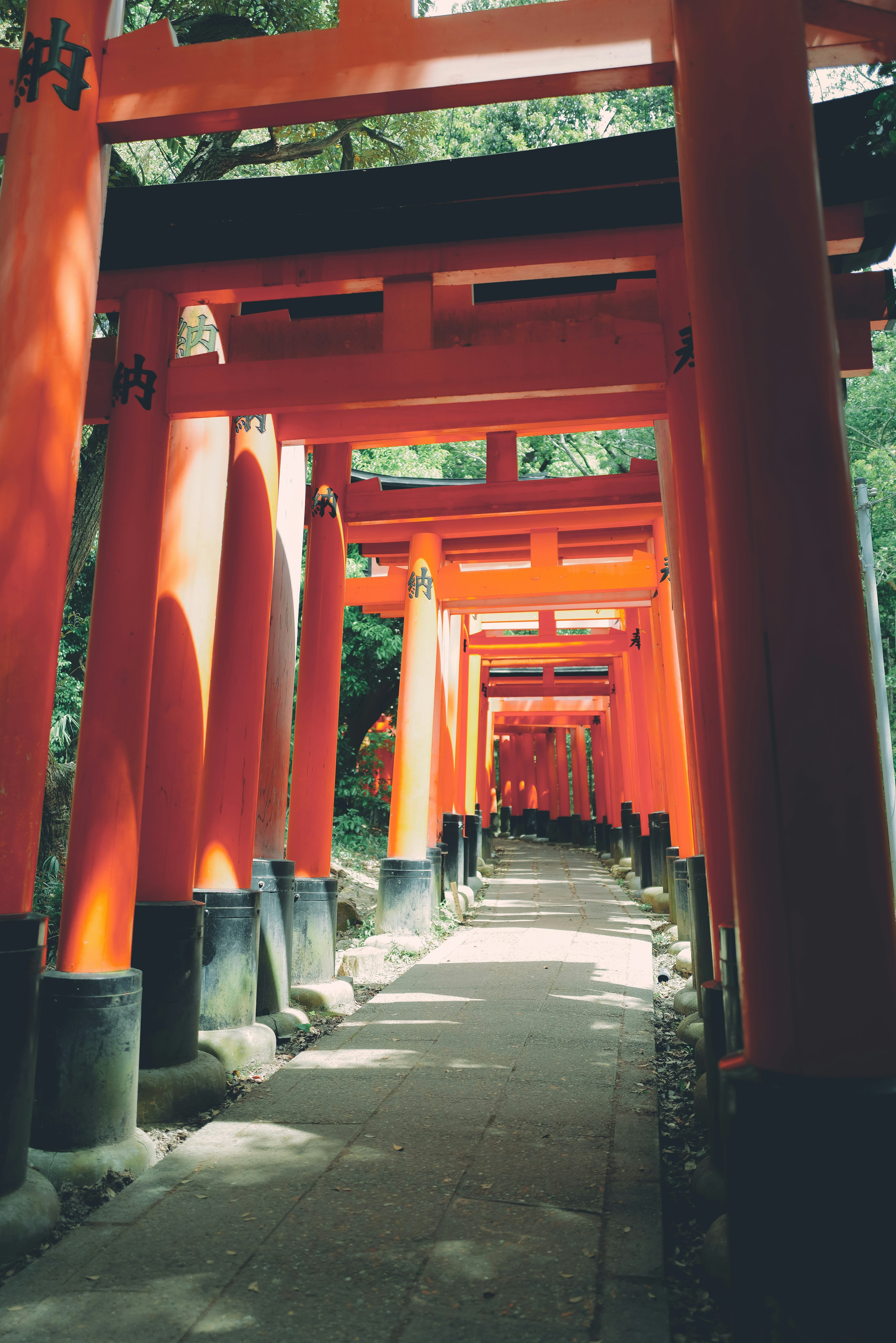 Jalan yang dikelilingi gerbang torii merah cerah