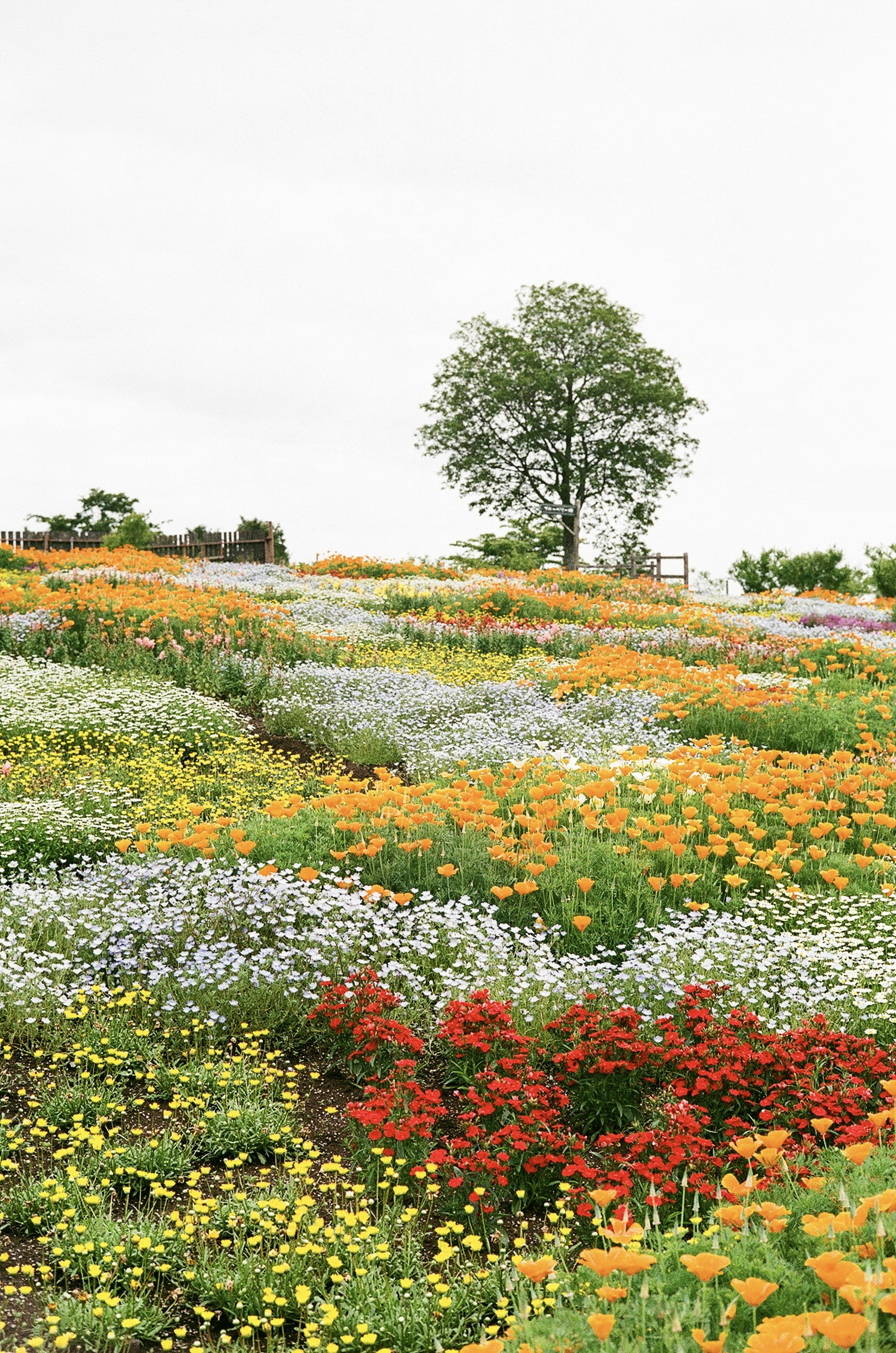 Bunte Hügel mit blühenden Blumen und einem einzelnen Baum