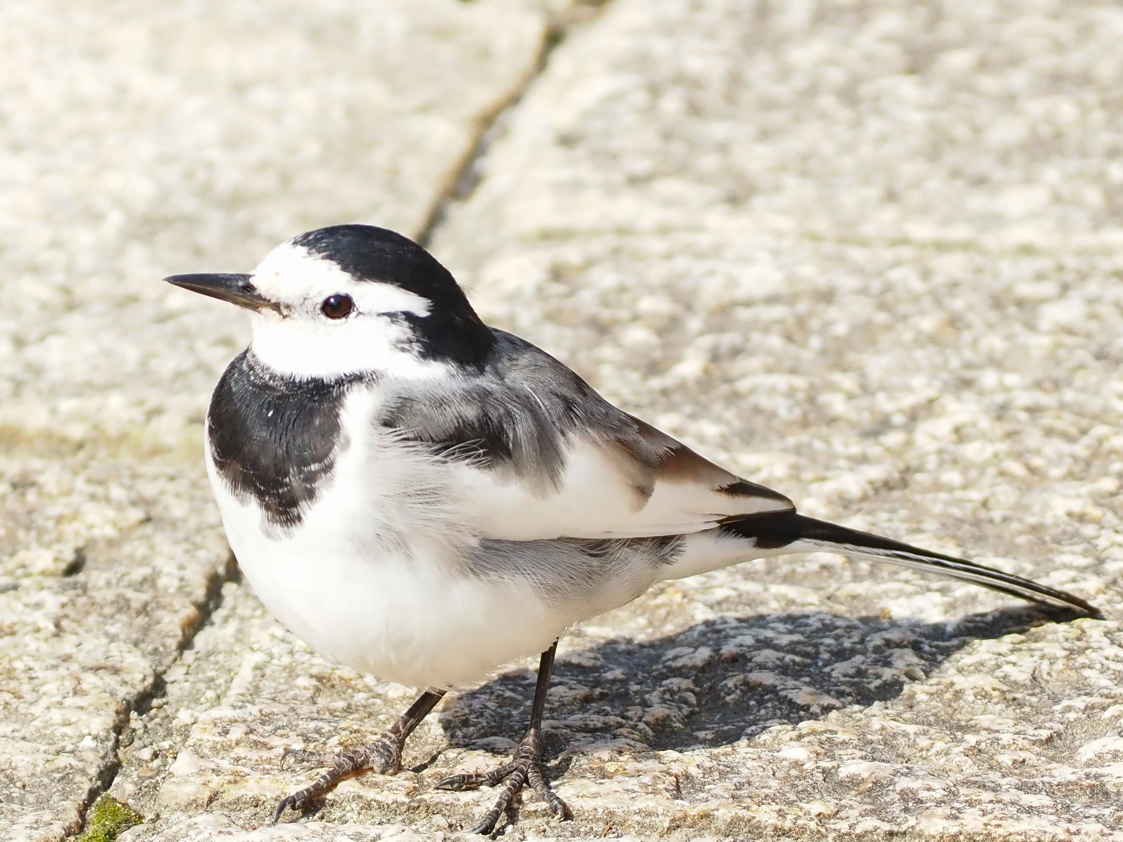 A small bird with black and white feathers standing on stone pavement