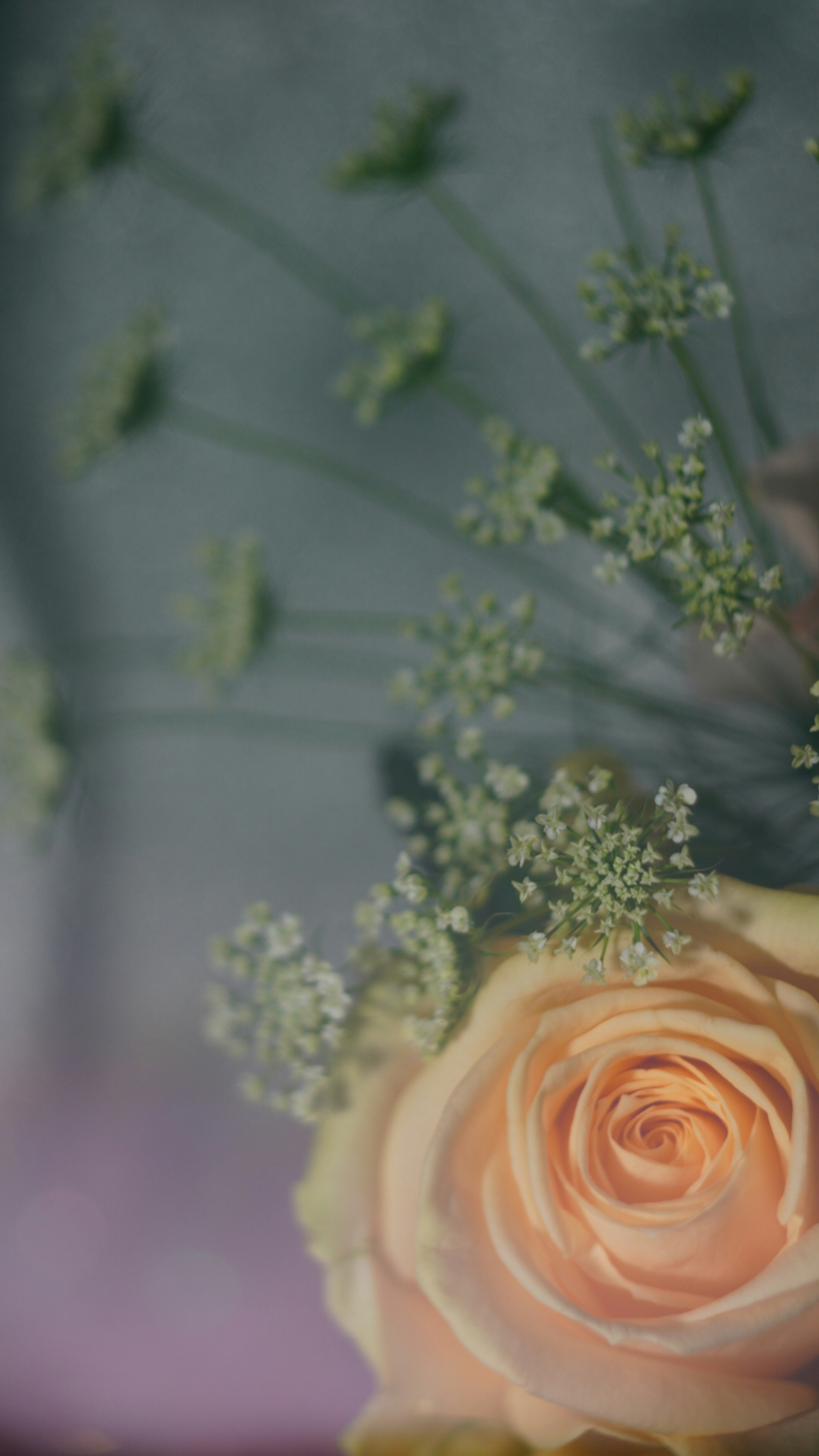 Nahaufnahme einer blassen orangefarbenen Rose mit zartem grünem Laub und kleinen Blumen