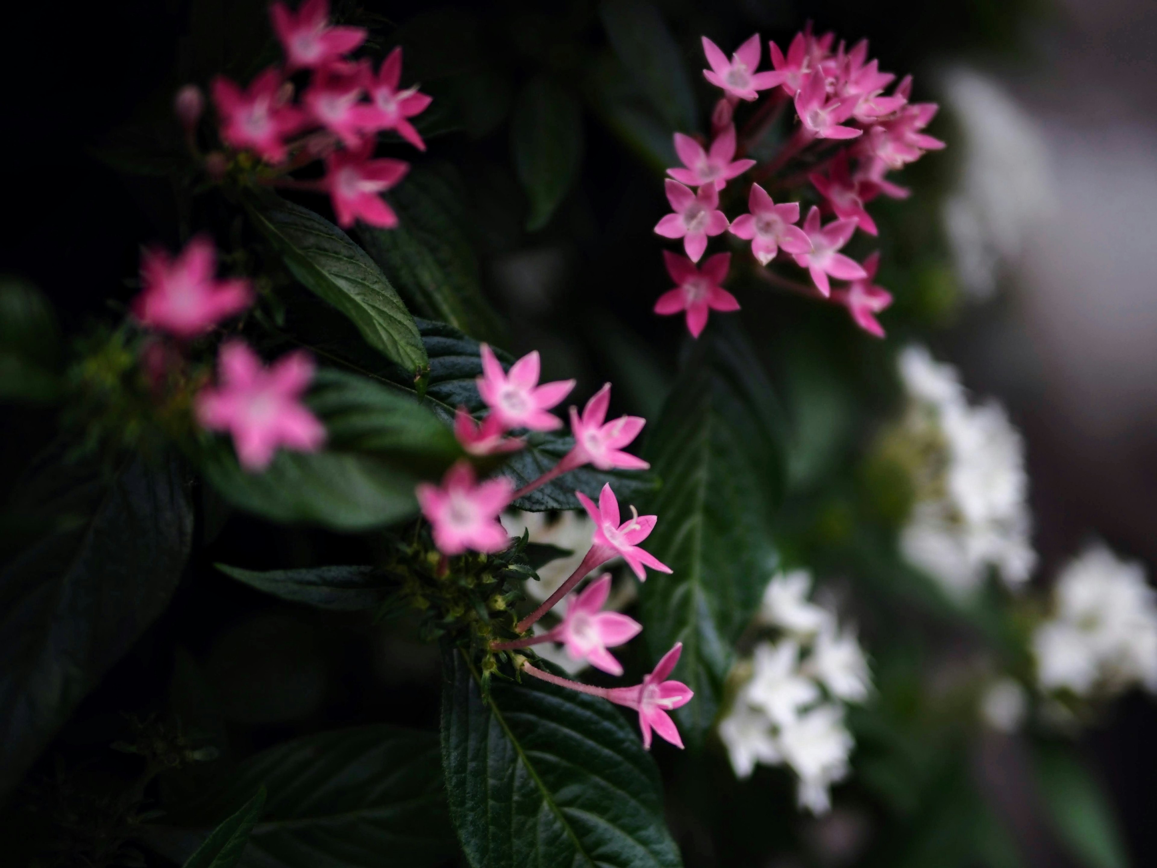 ピンクと白の小さな花が咲いている緑の葉の背景