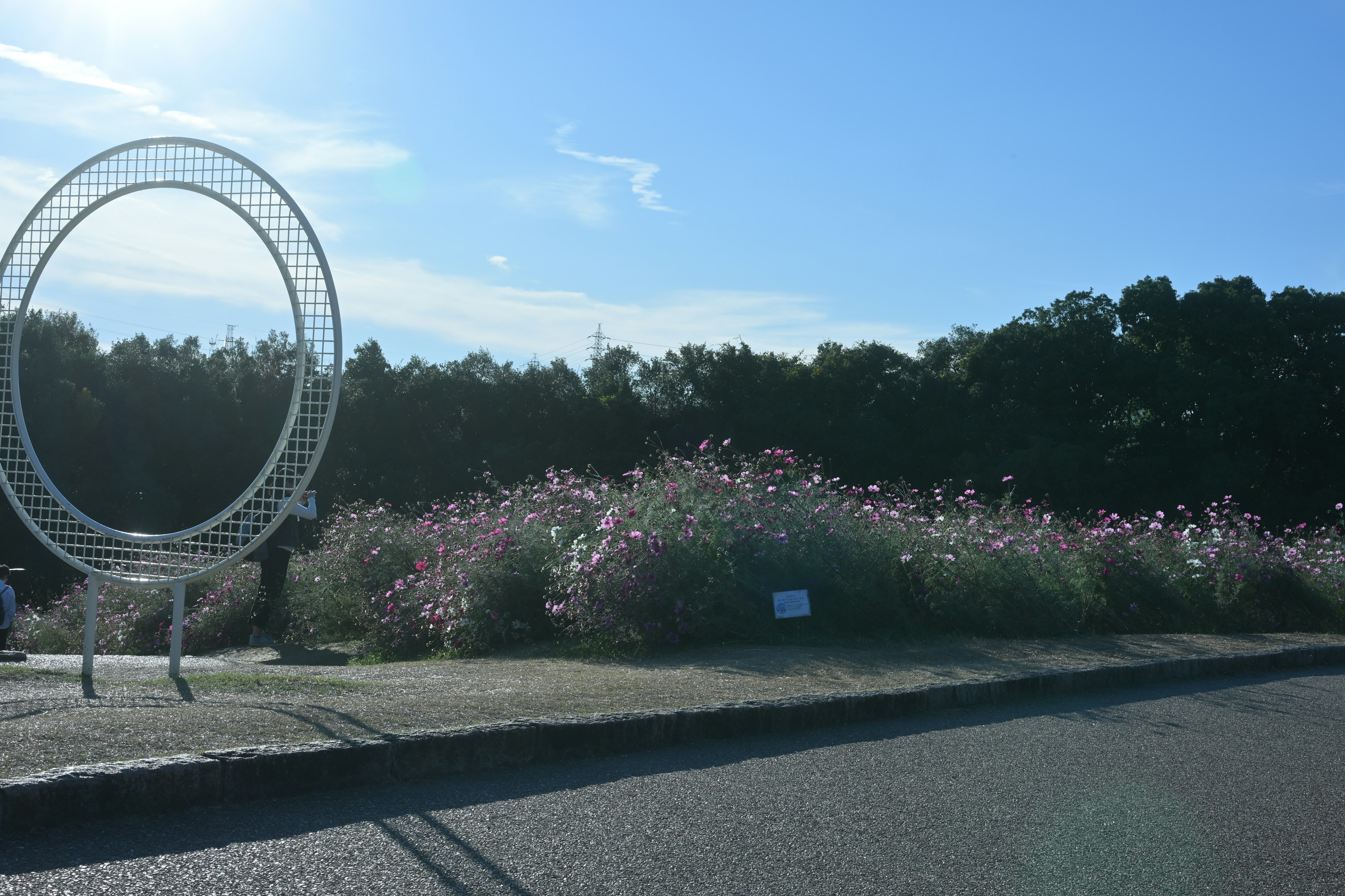 Blumenfeld im Park mit weißem kreisförmigen Kunstwerk unter blauem Himmel