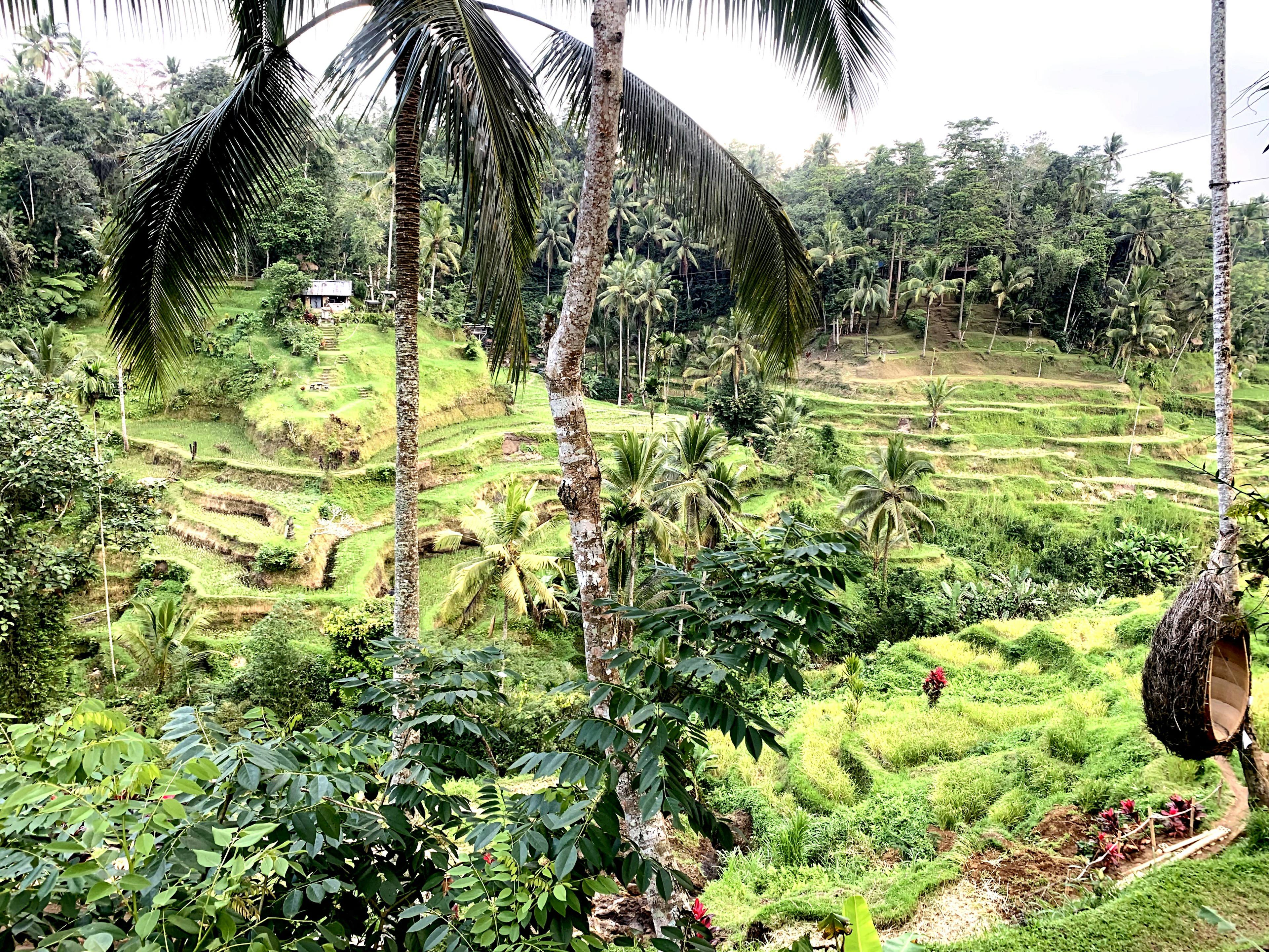 Teras padi hijau subur dengan pohon kelapa dan vegetasi tropis