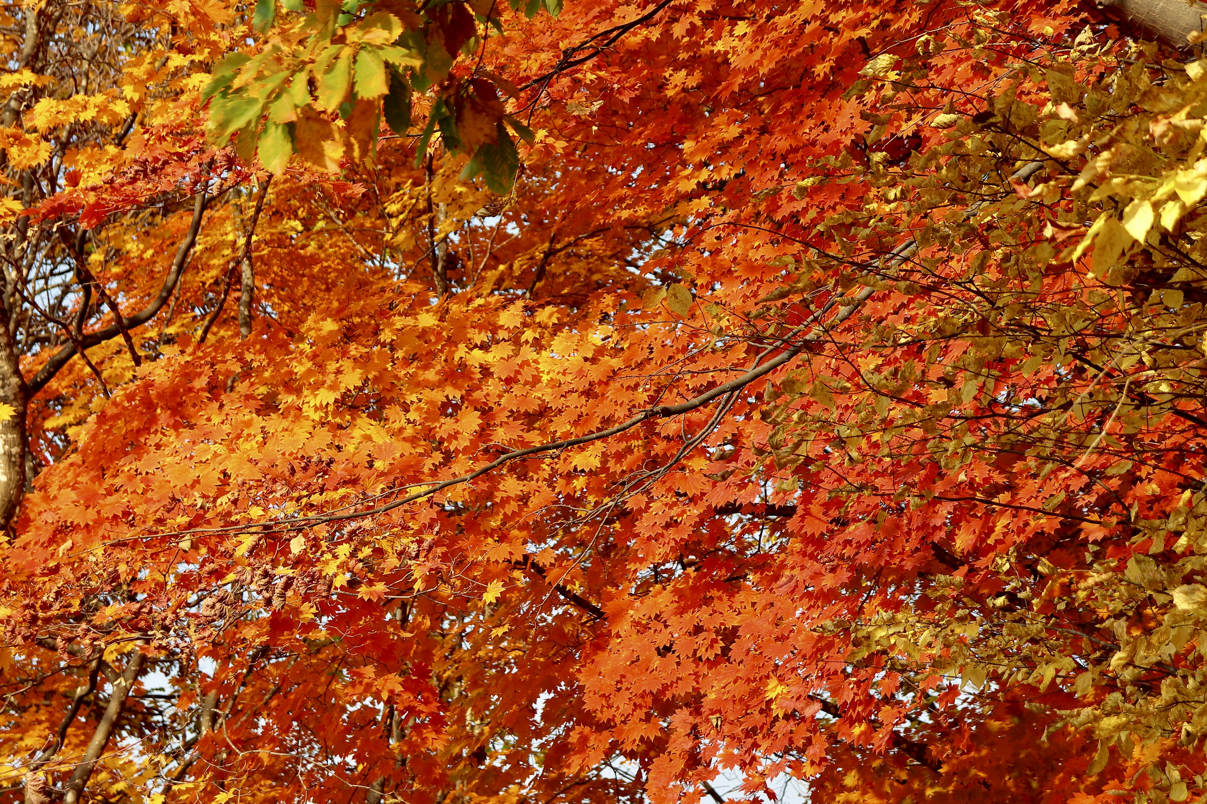 Hojas de otoño vibrantes en naranja y amarillo en árboles que muestran el follaje de otoño