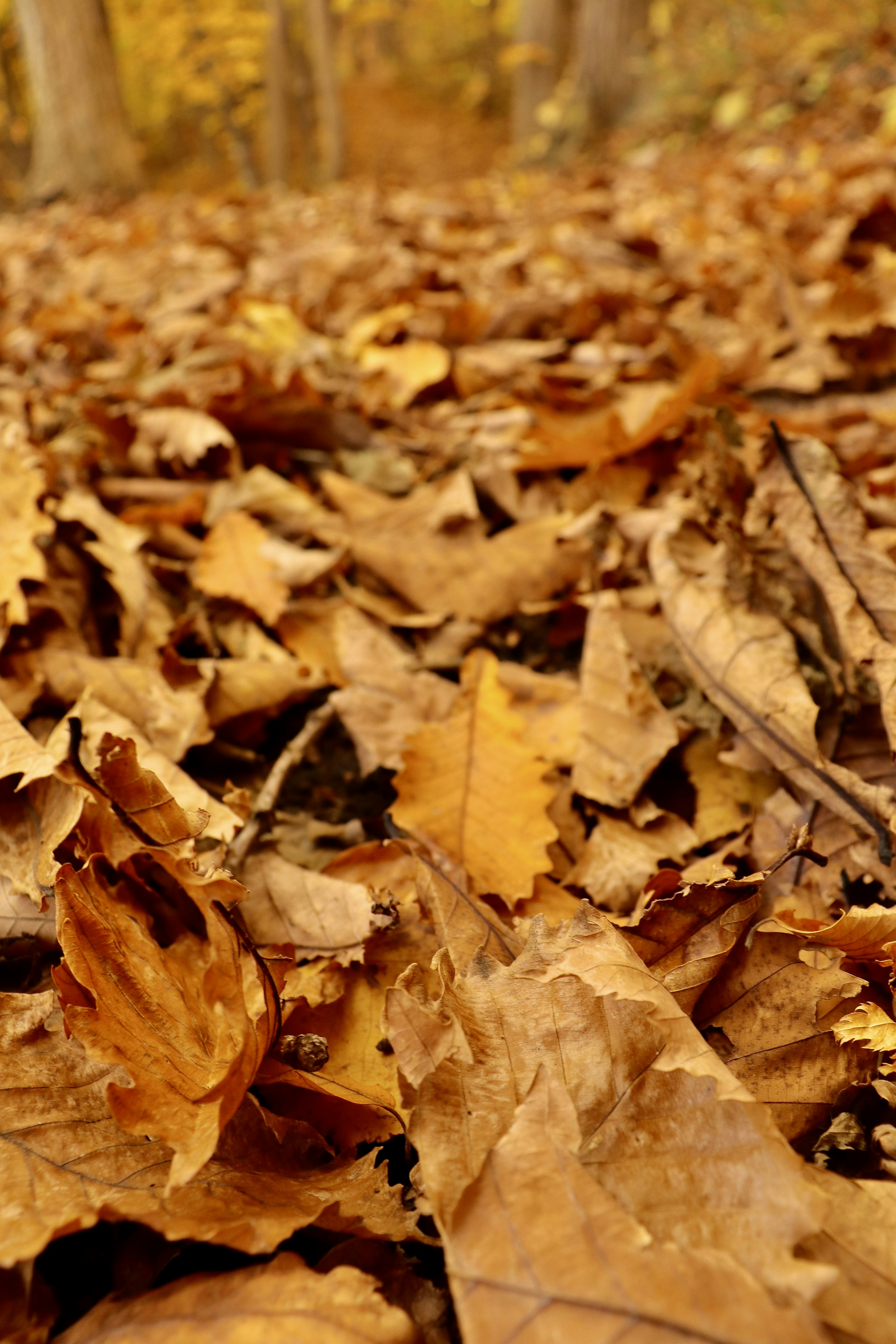 Paesaggio autunnale coperto di foglie cadute