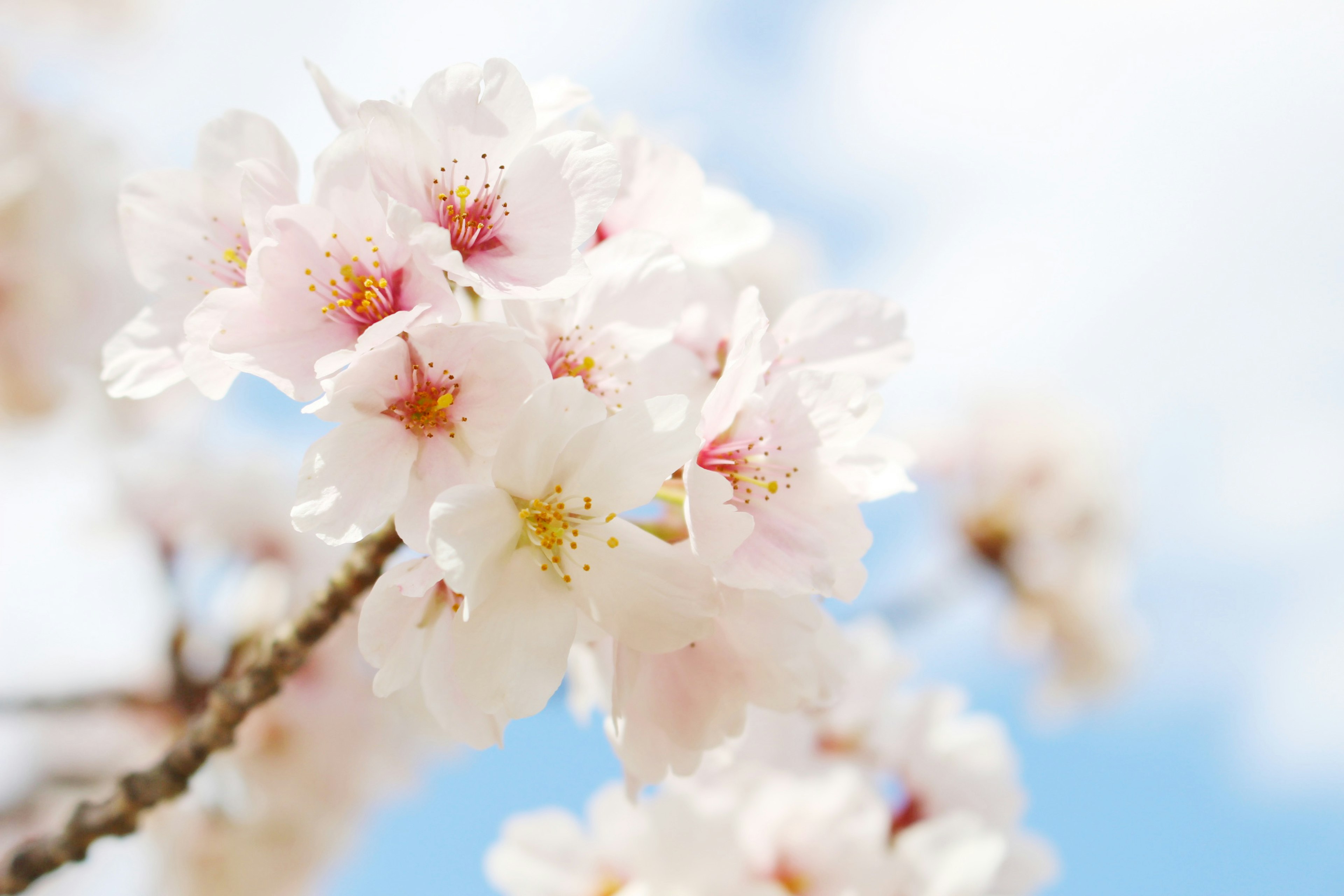 青空を背景にした桜の花のクローズアップ