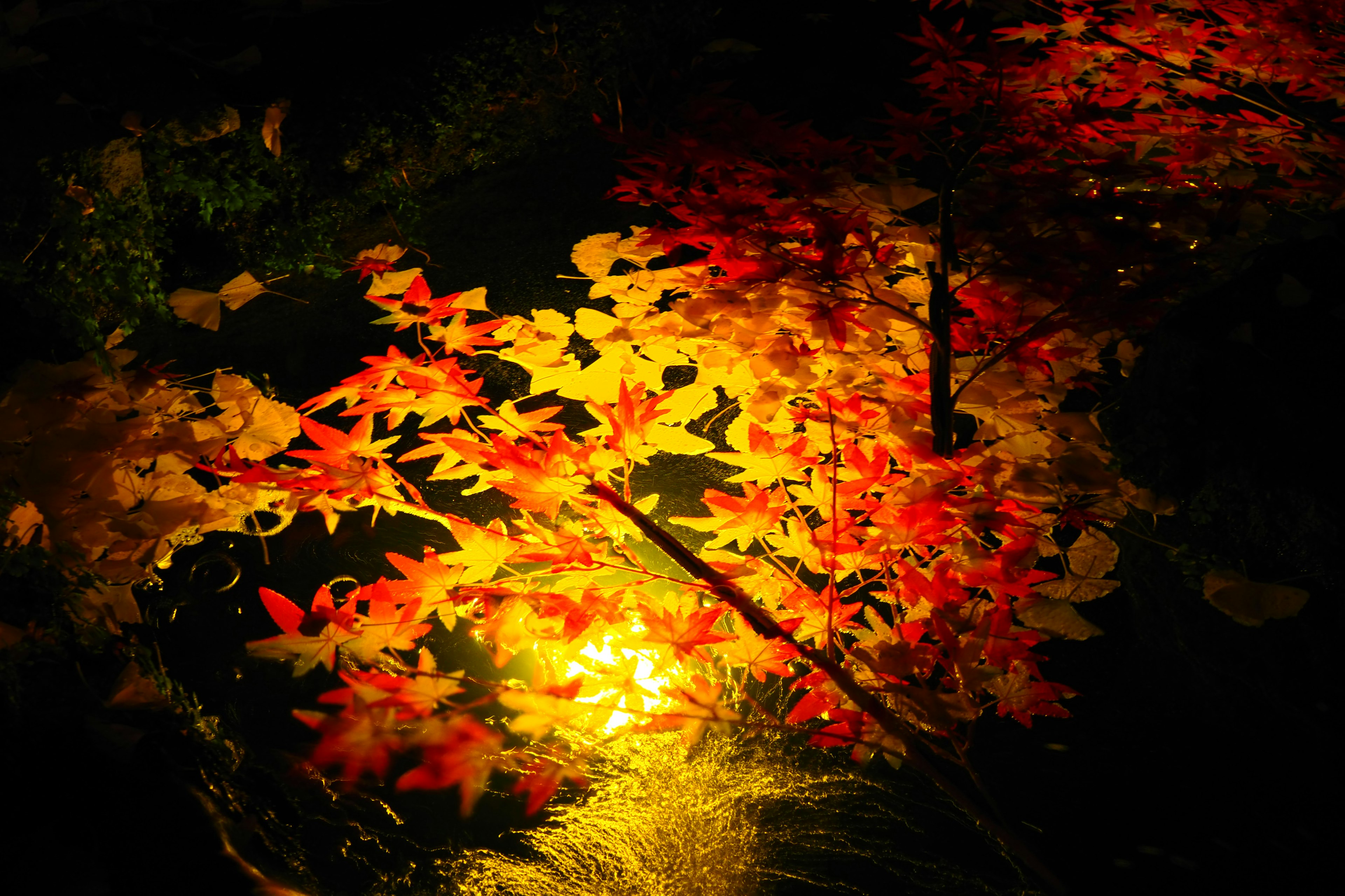 Refleksi daun merah dan kuning di permukaan gelap