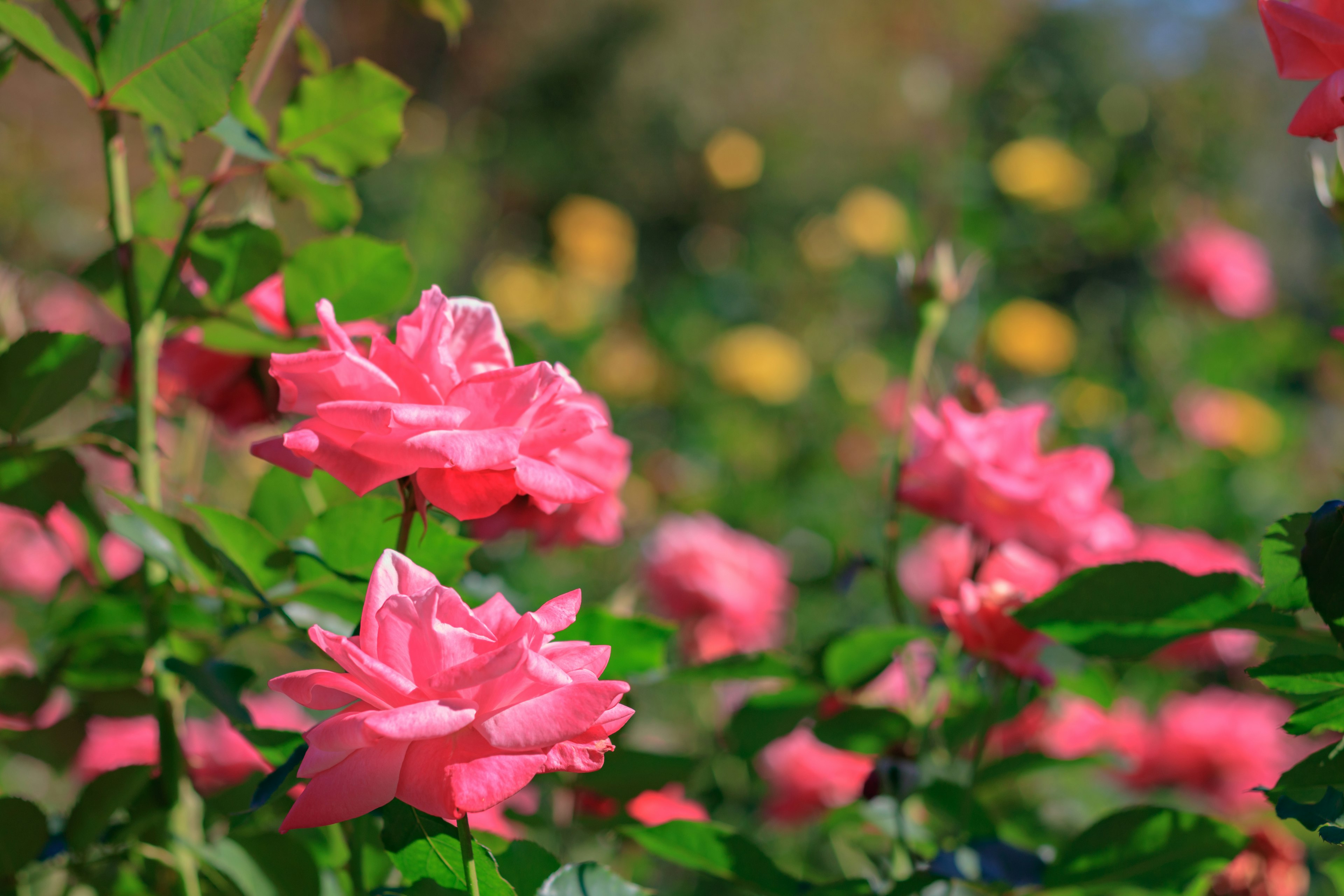 Ein lebendiger Garten voller blühender rosa Rosen