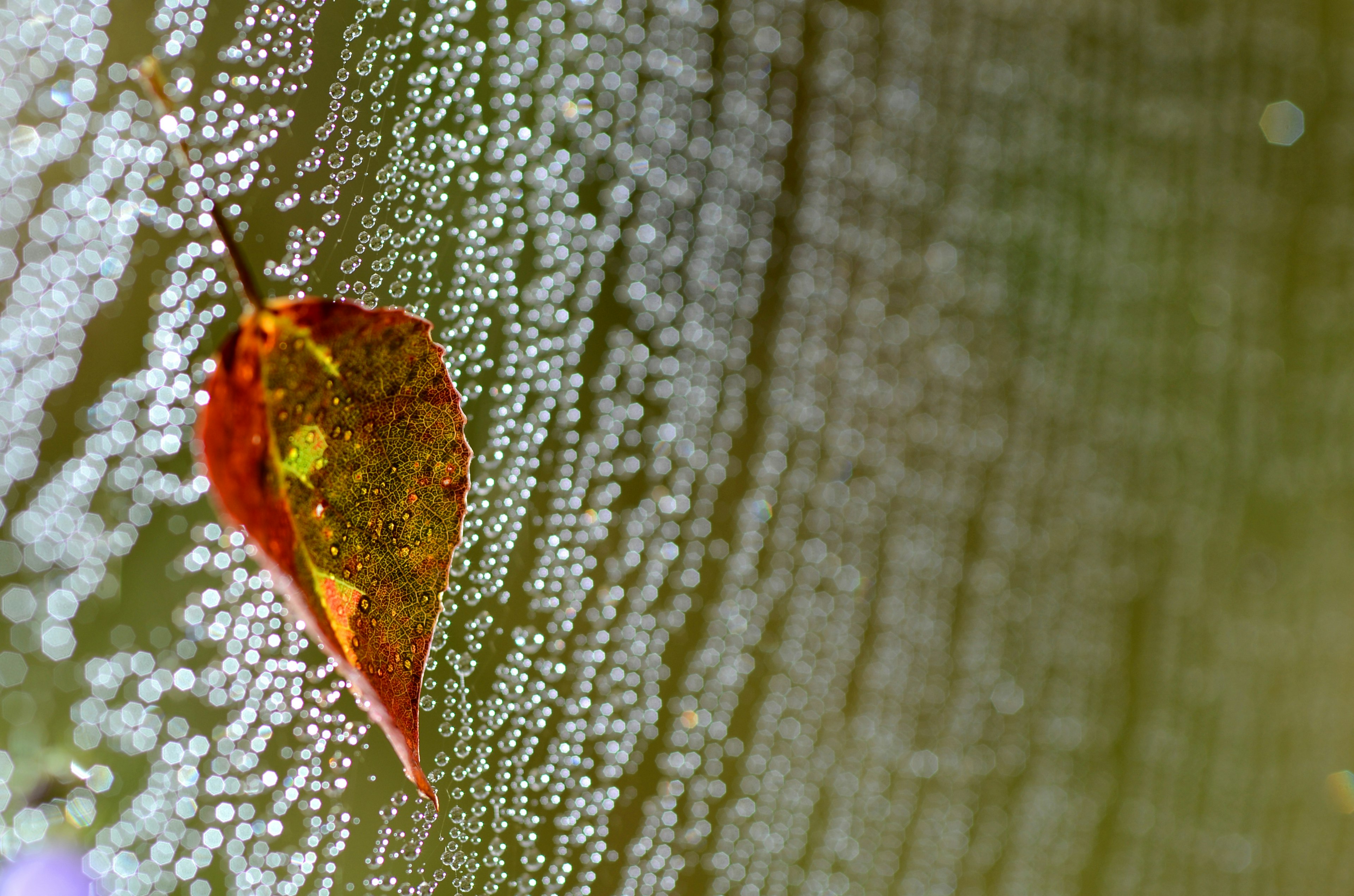 A leaf with water droplets set against a textured background