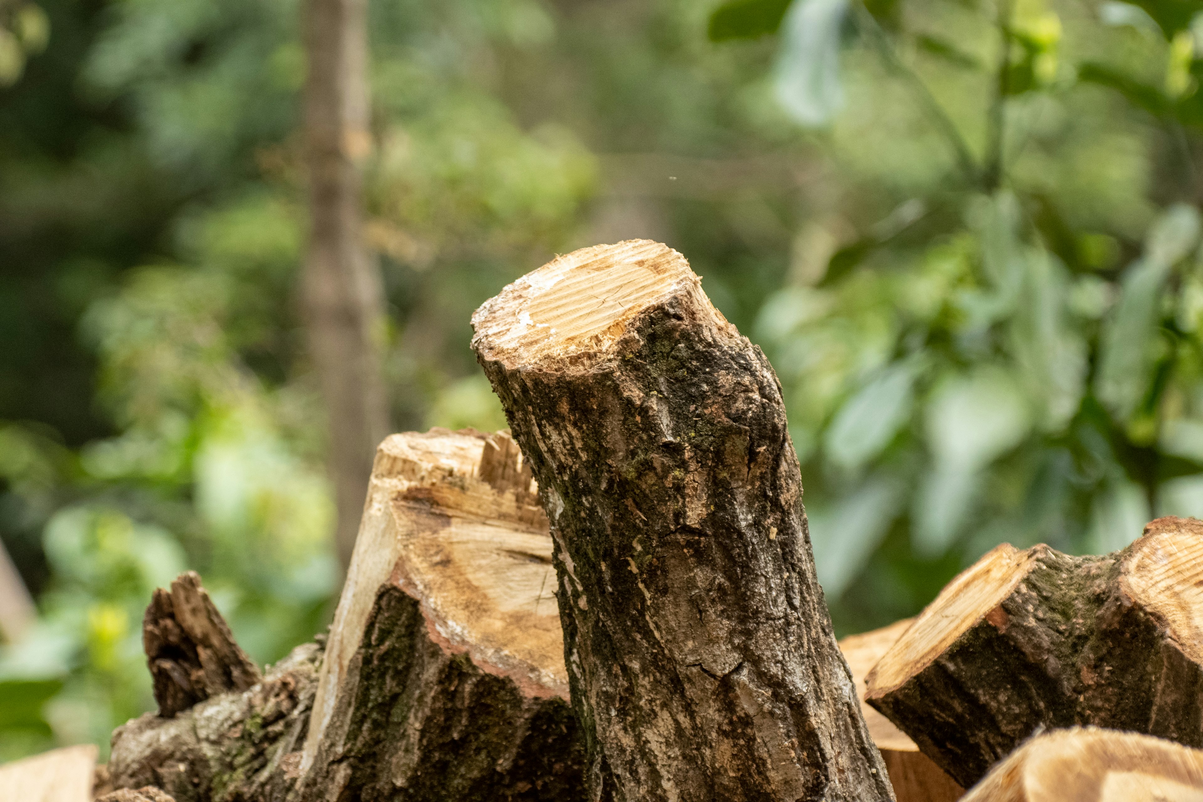 Ceppi d'albero in un ambiente naturale