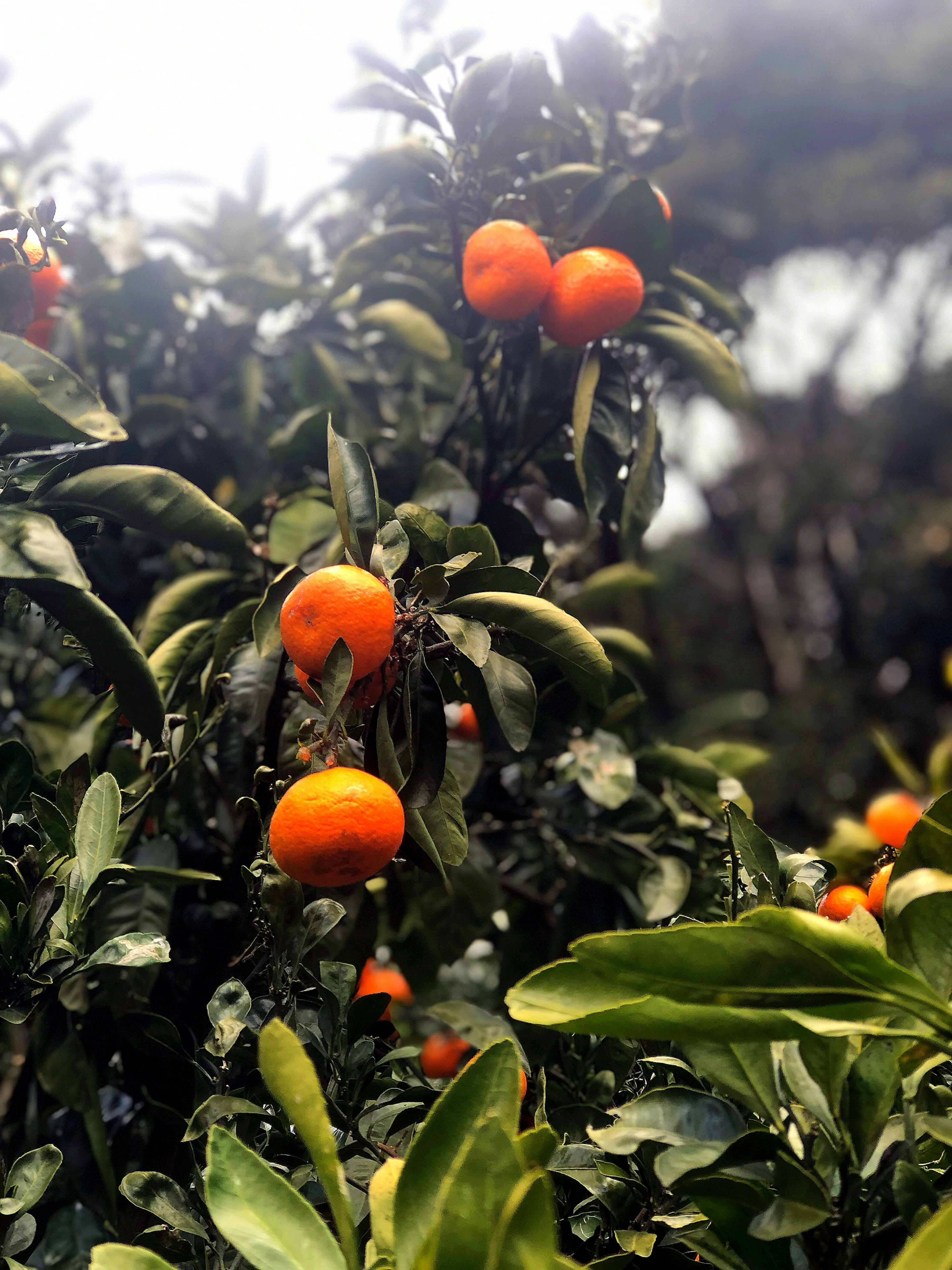 Nahaufnahme eines Zitrusbaums mit orangen Früchten