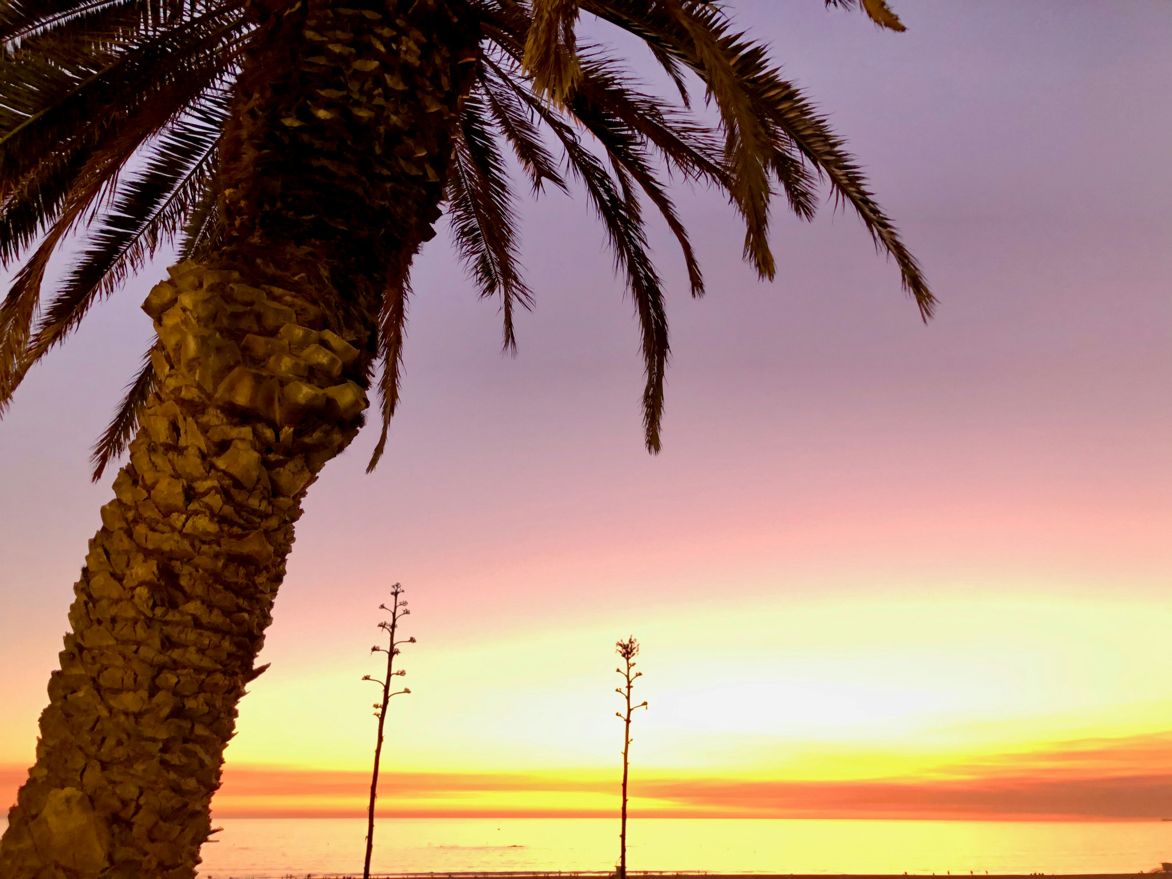 Schöne Sonnenuntergangslandschaft mit Palmen am Meer