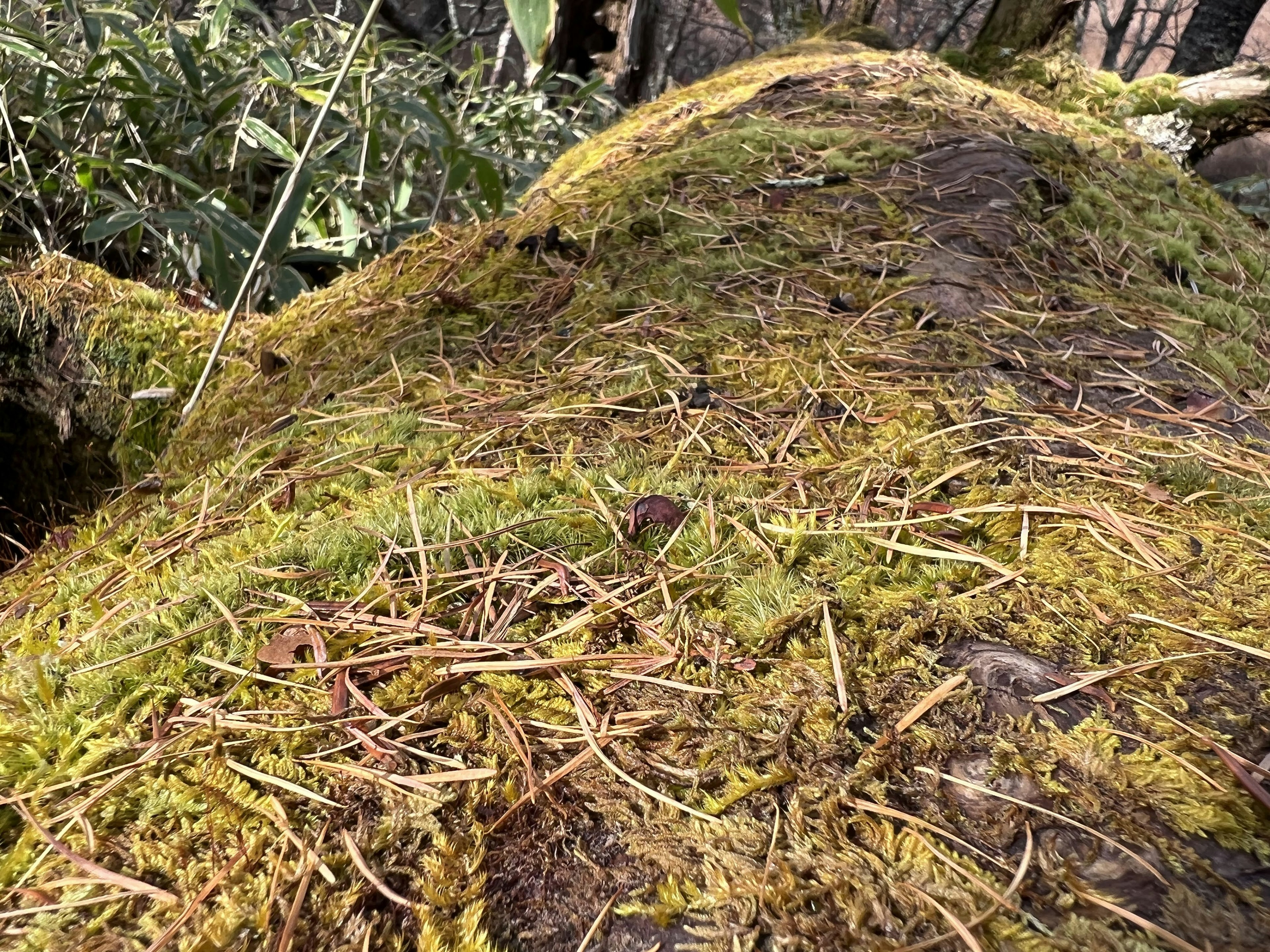 緑の苔と松の葉が混ざった木の表面