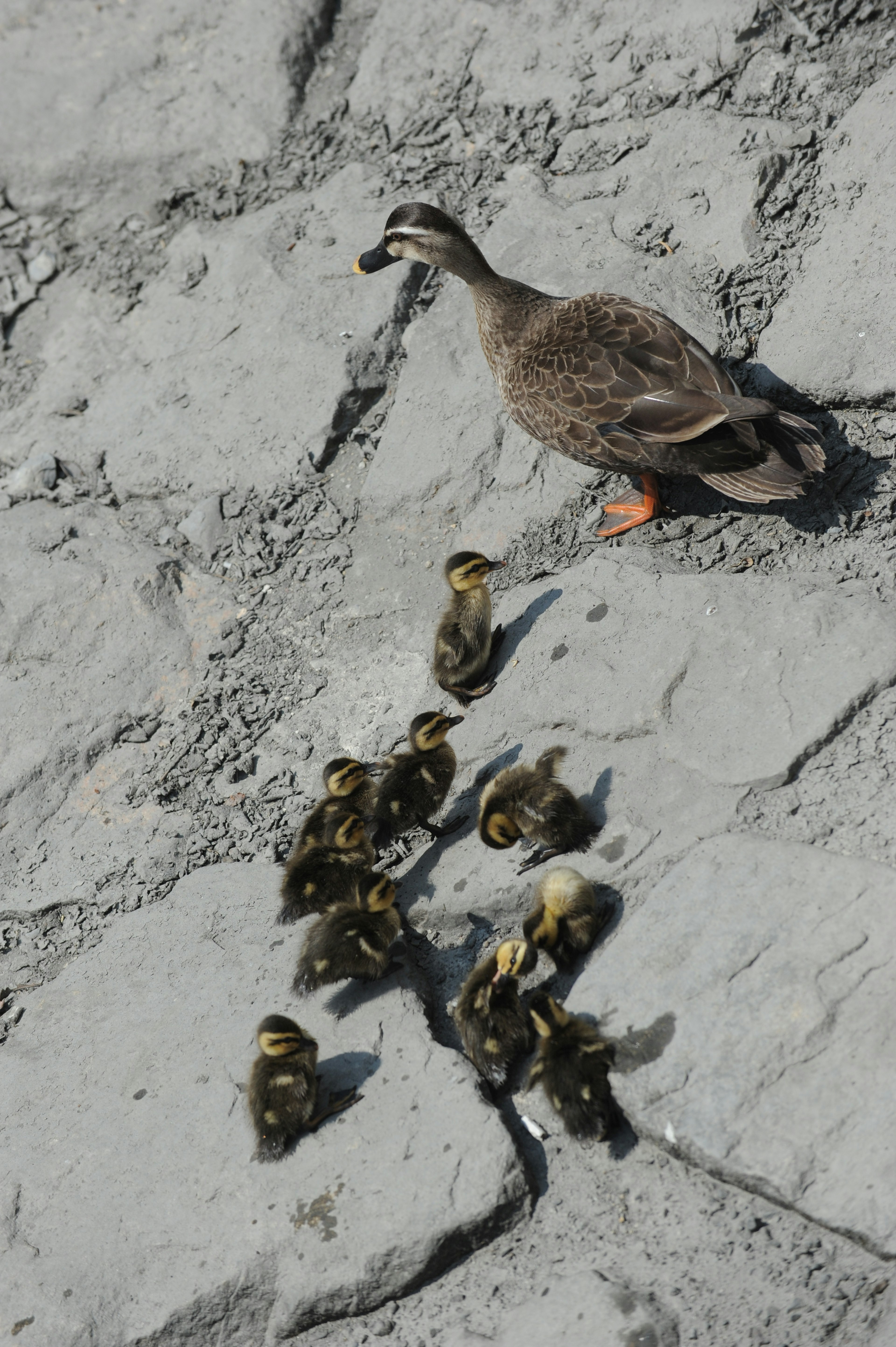 A mother duck and her ducklings on a rocky surface