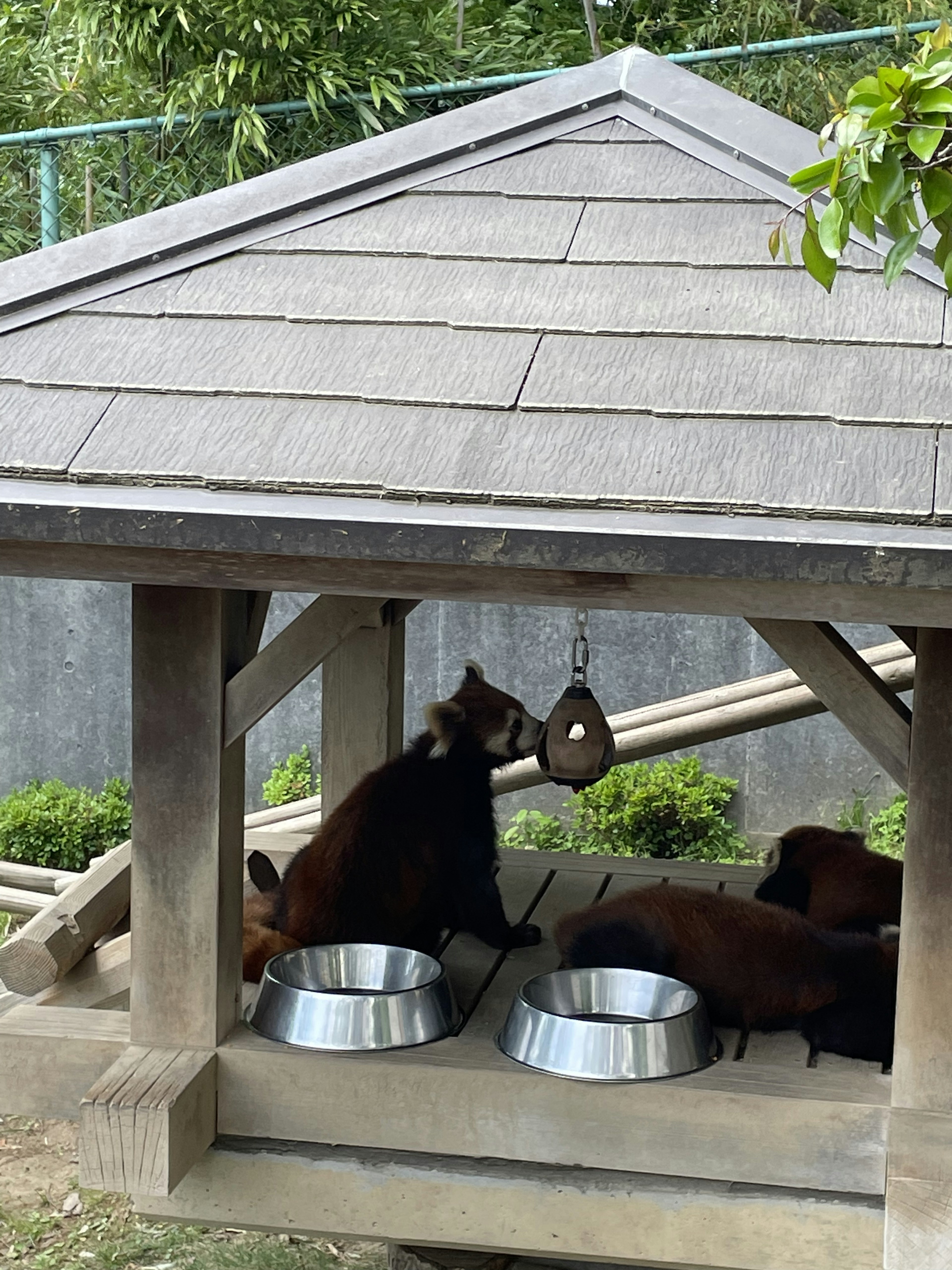 Two bears inside a wooden shelter with food bowls