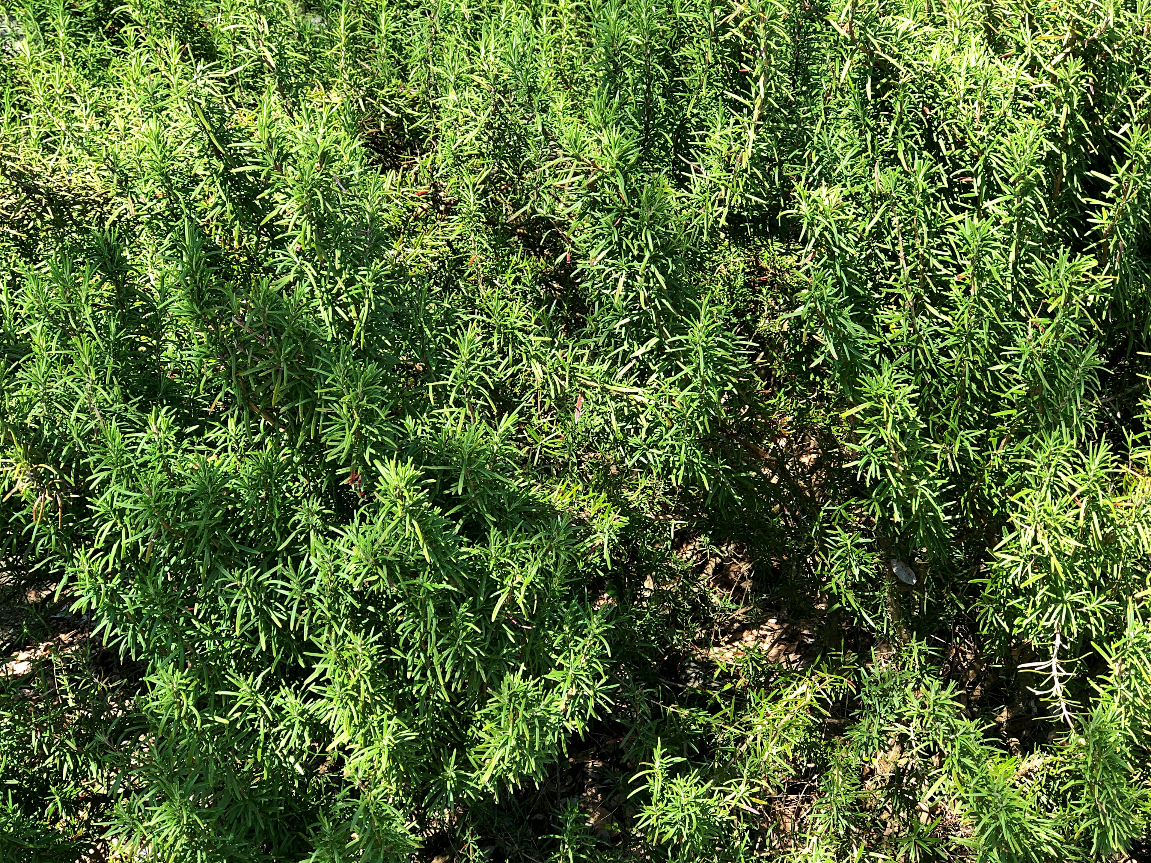 Densité de feuillage vert avec des feuilles fines