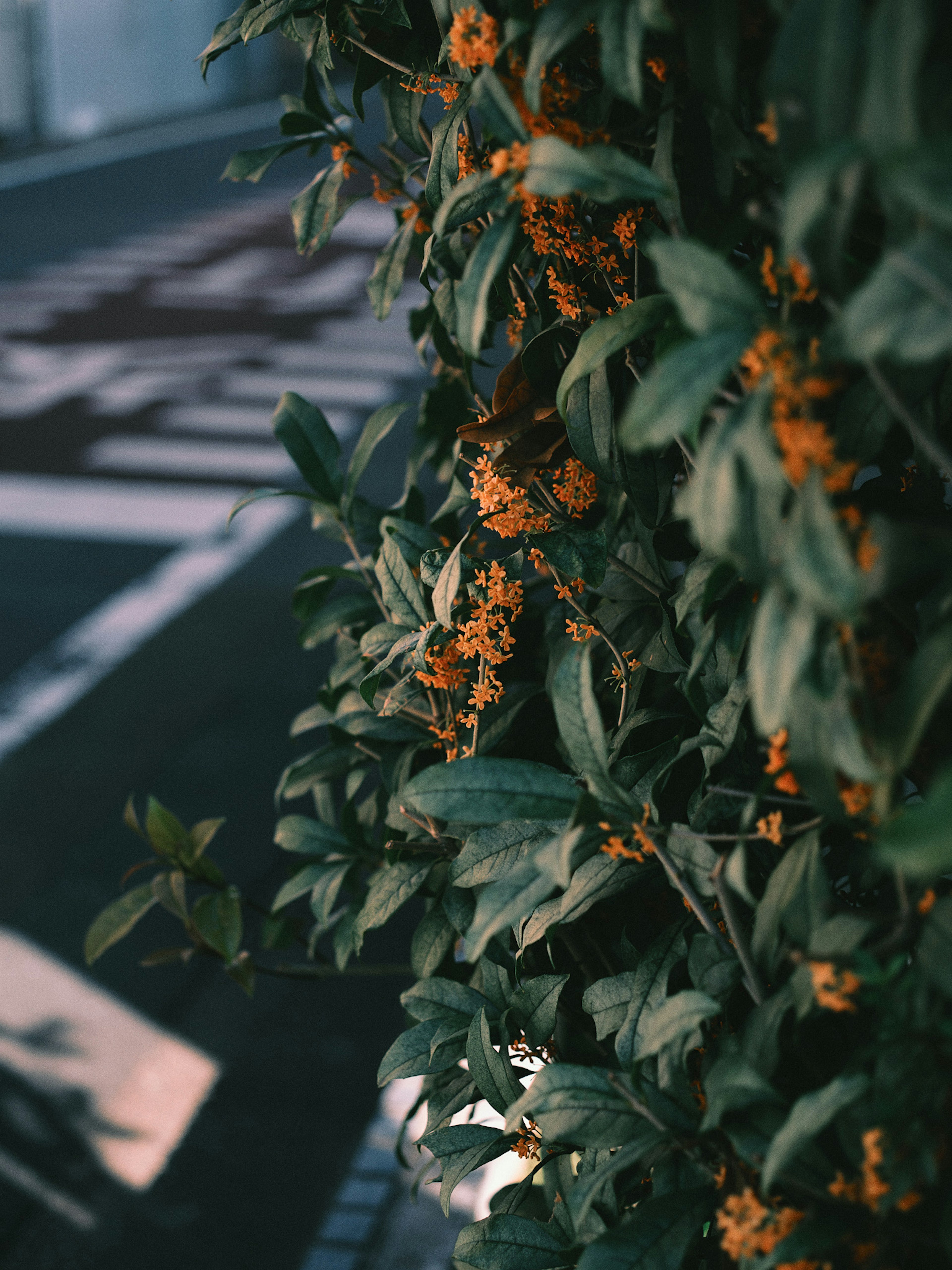 Gros plan sur des feuilles vertes et des fleurs orange sur une plante le long de la rue