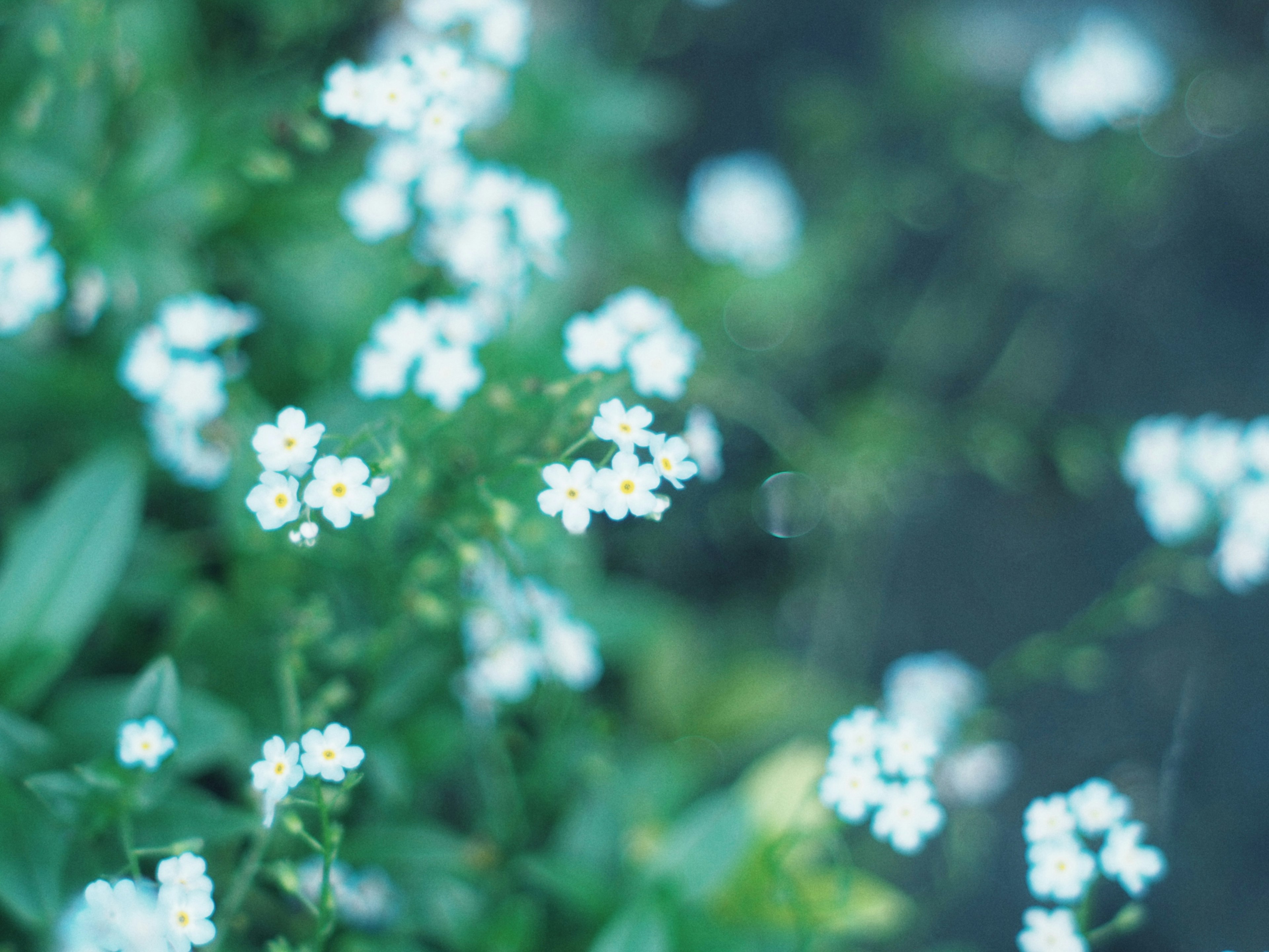 青い花と緑の葉の背景に小さな白い花が咲いている