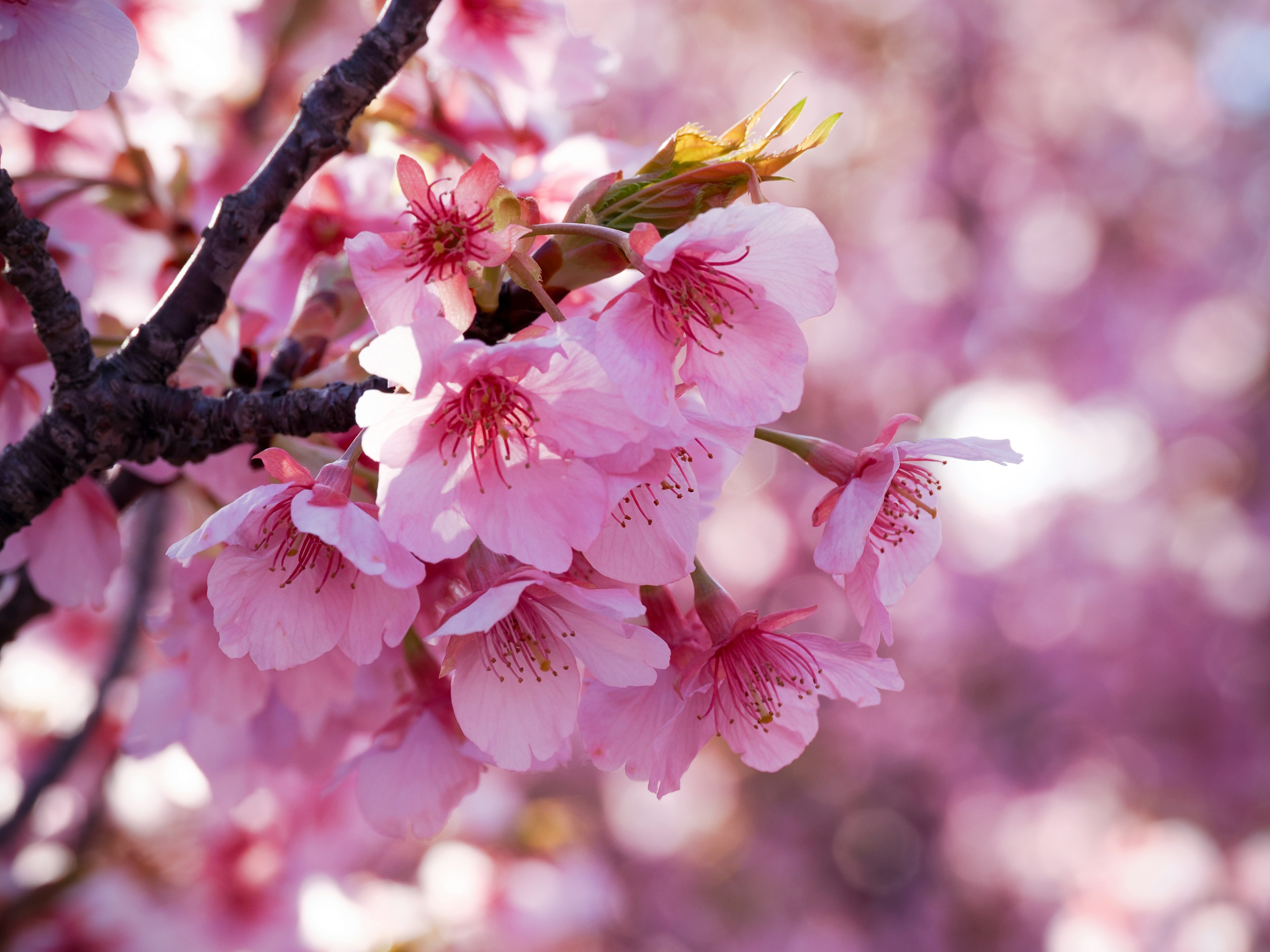 桜の花が咲いている枝のクローズアップ