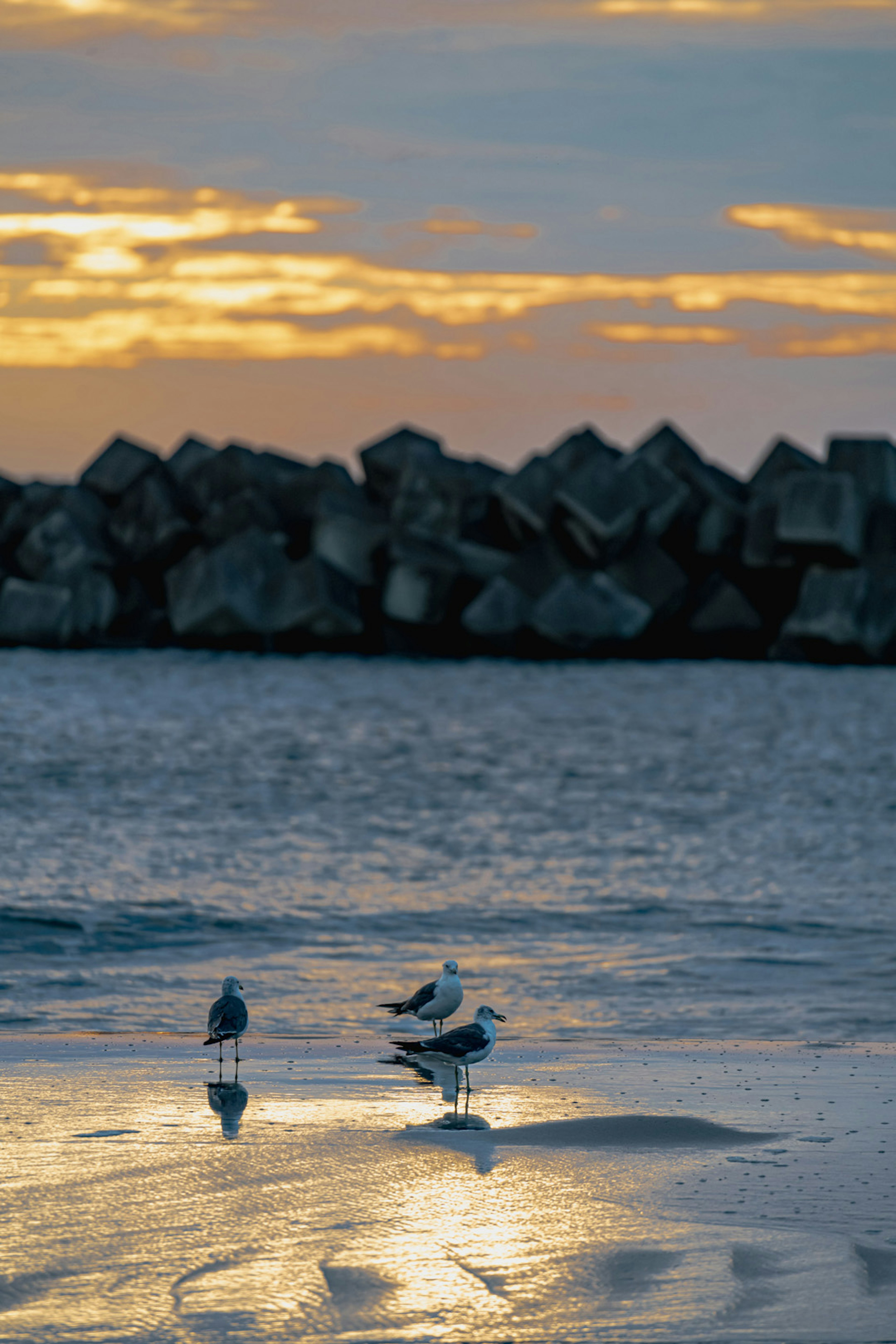 Two seagulls on the shore reflecting the sunset