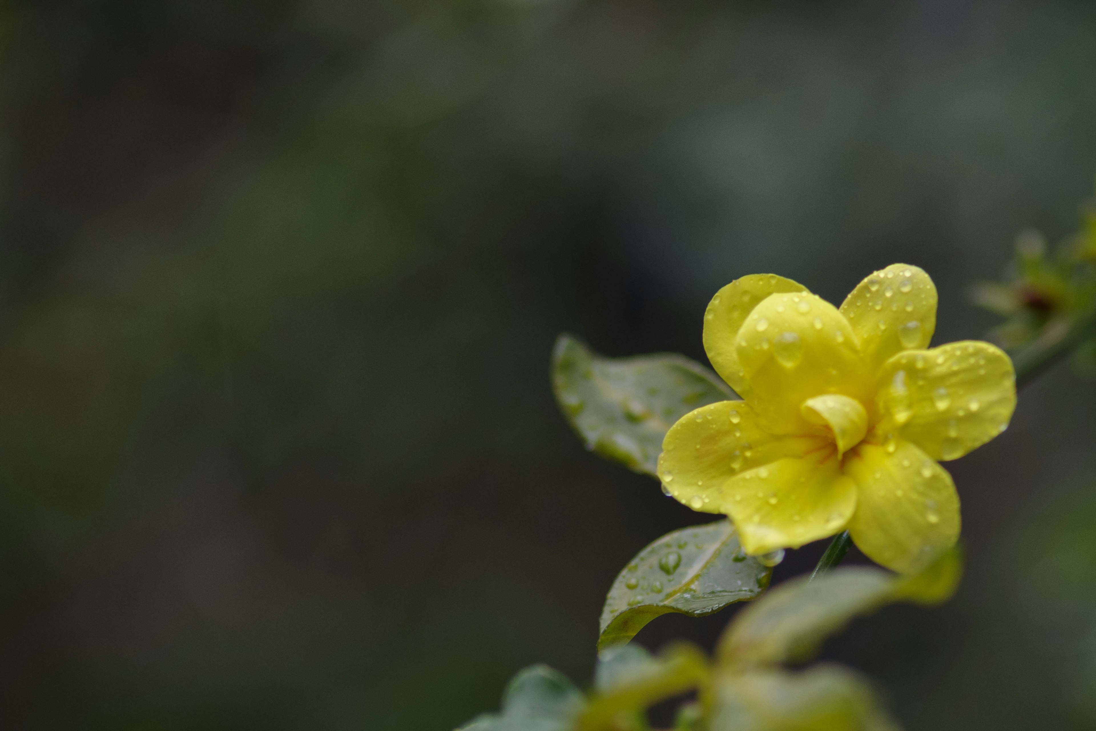 Flor amarilla rodeada de hojas verdes