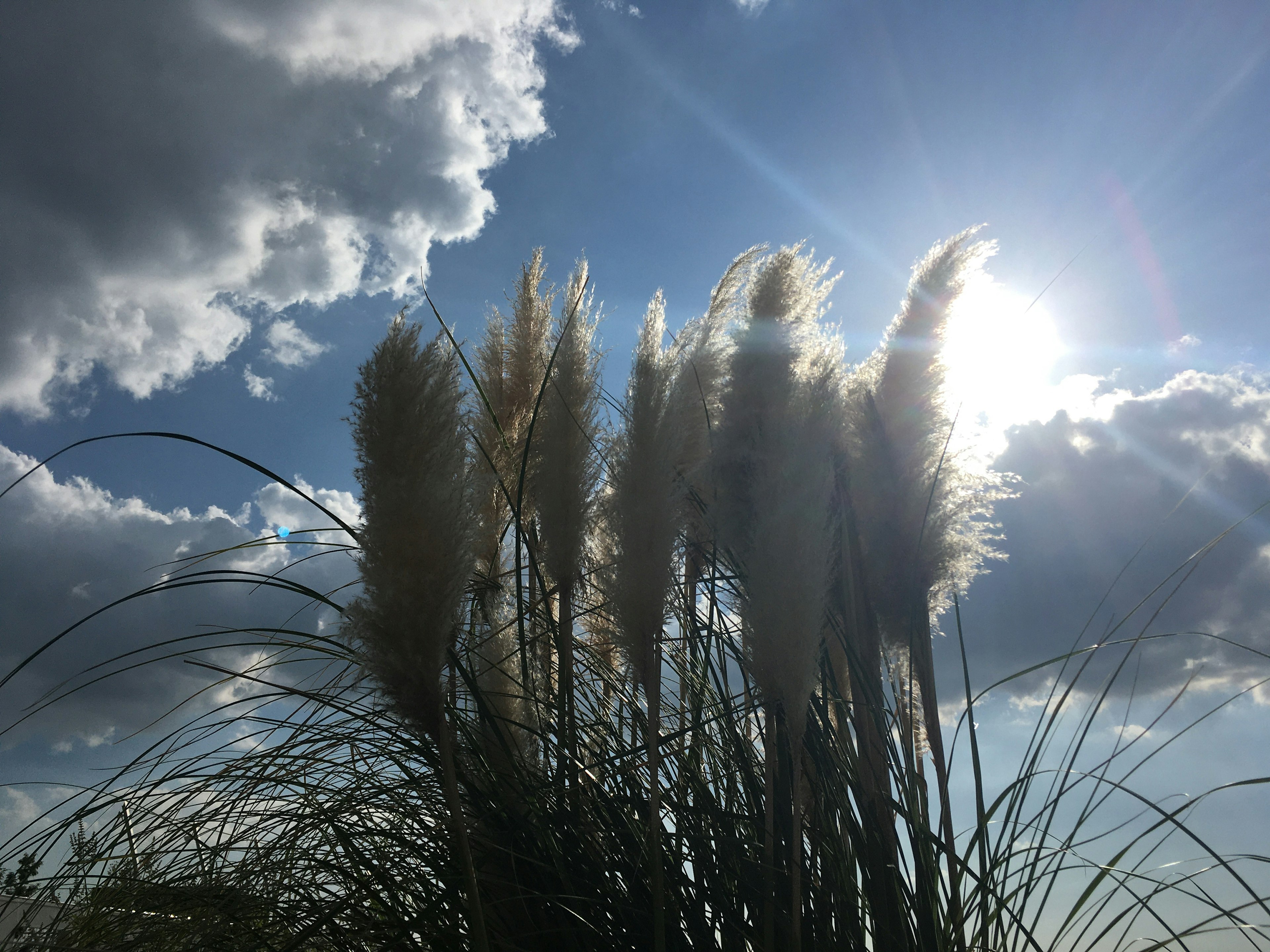 Un gruppo di erba pampas illuminato dalla luce del sole contro un cielo blu