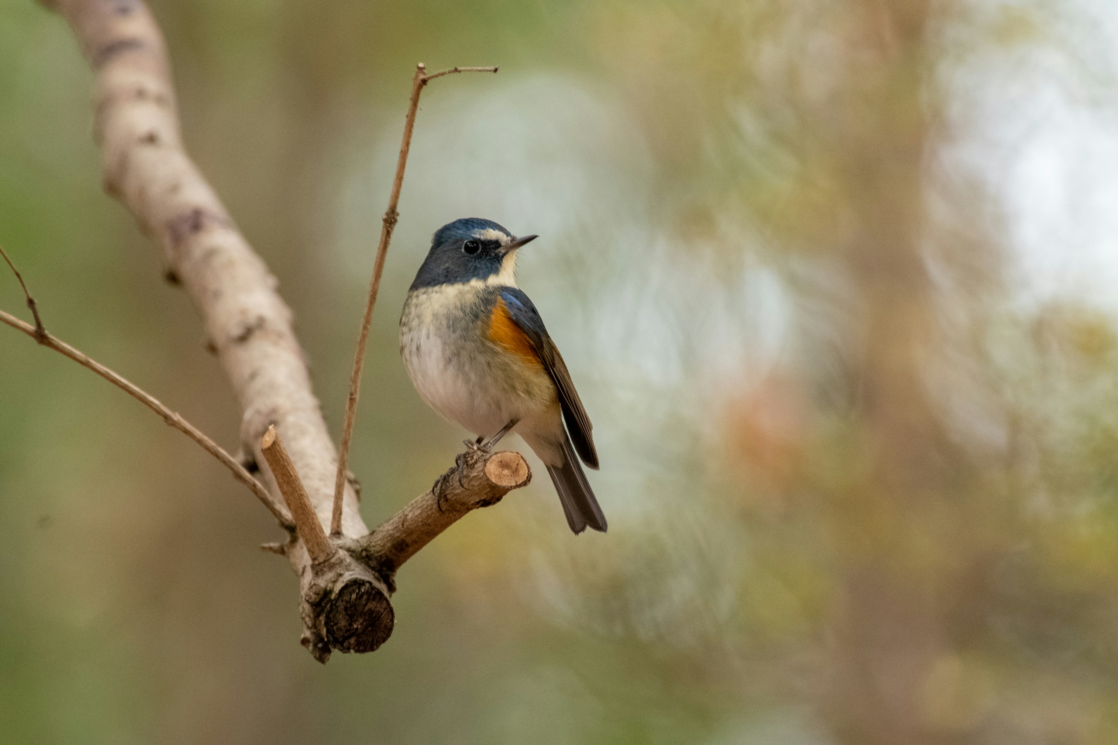 Un petit oiseau à tête bleue perché sur une branche