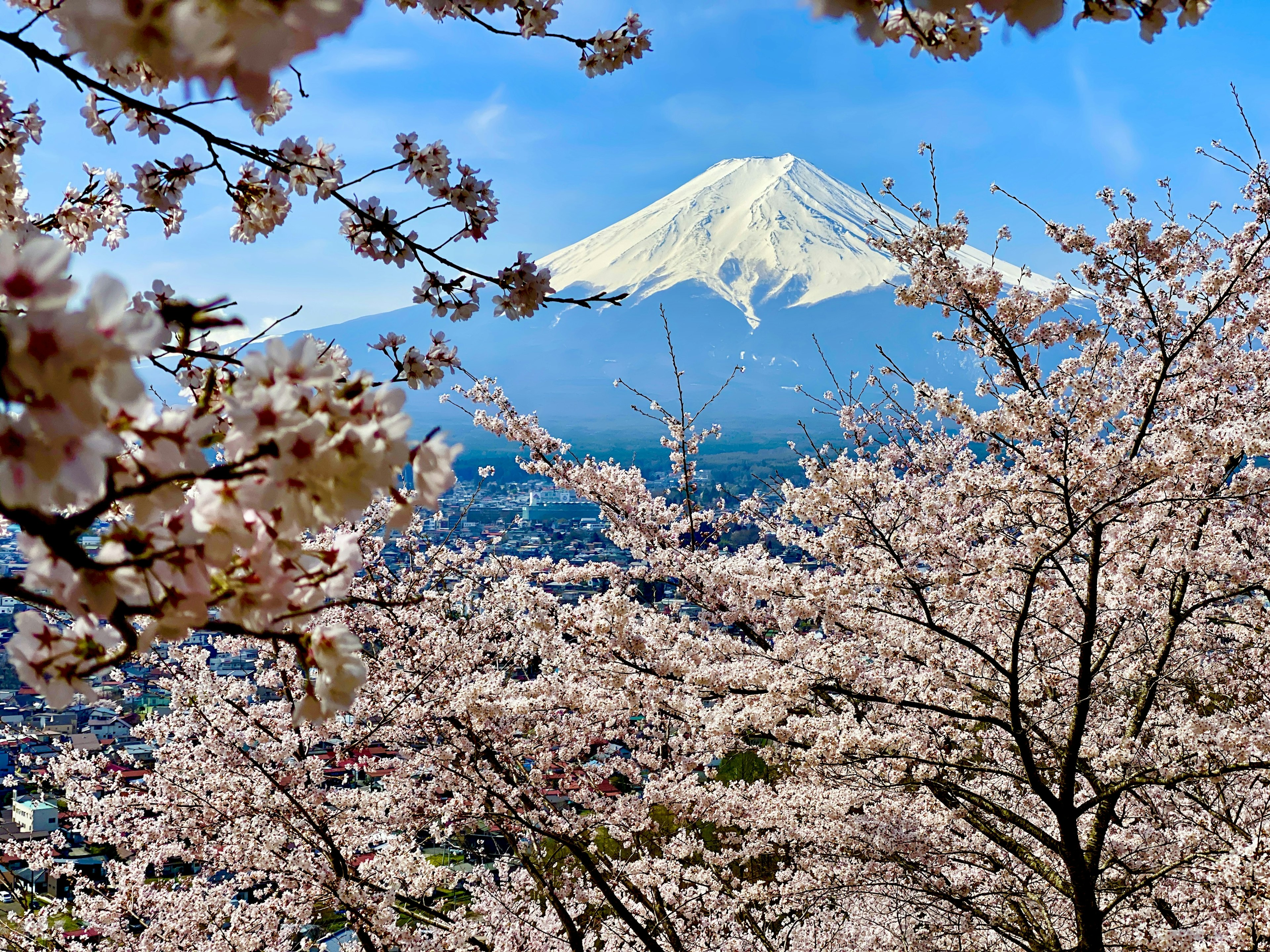 Hermosa vista de cerezos en flor y el monte Fuji