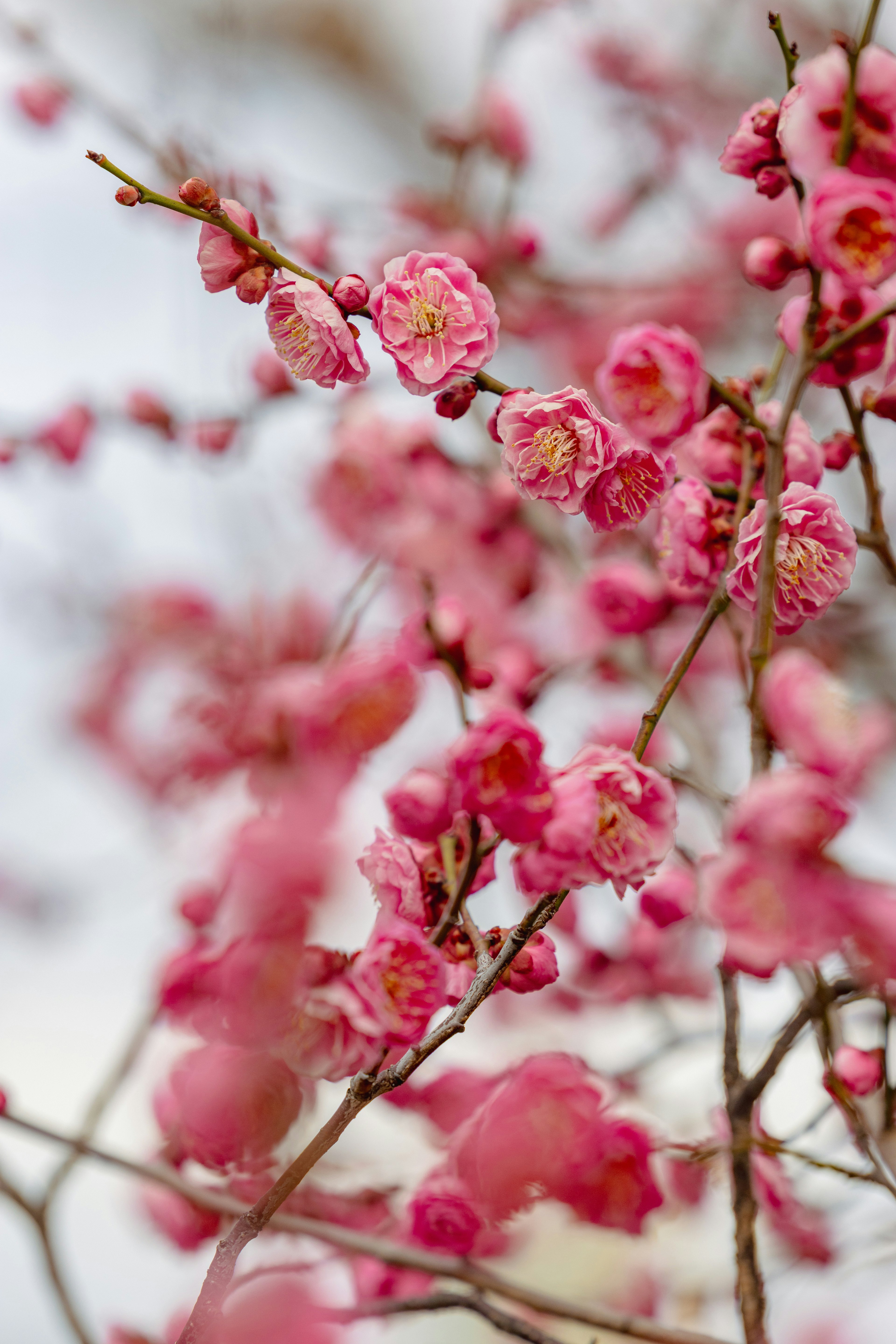 淡いピンクの花が咲く梅の木の枝のクローズアップ