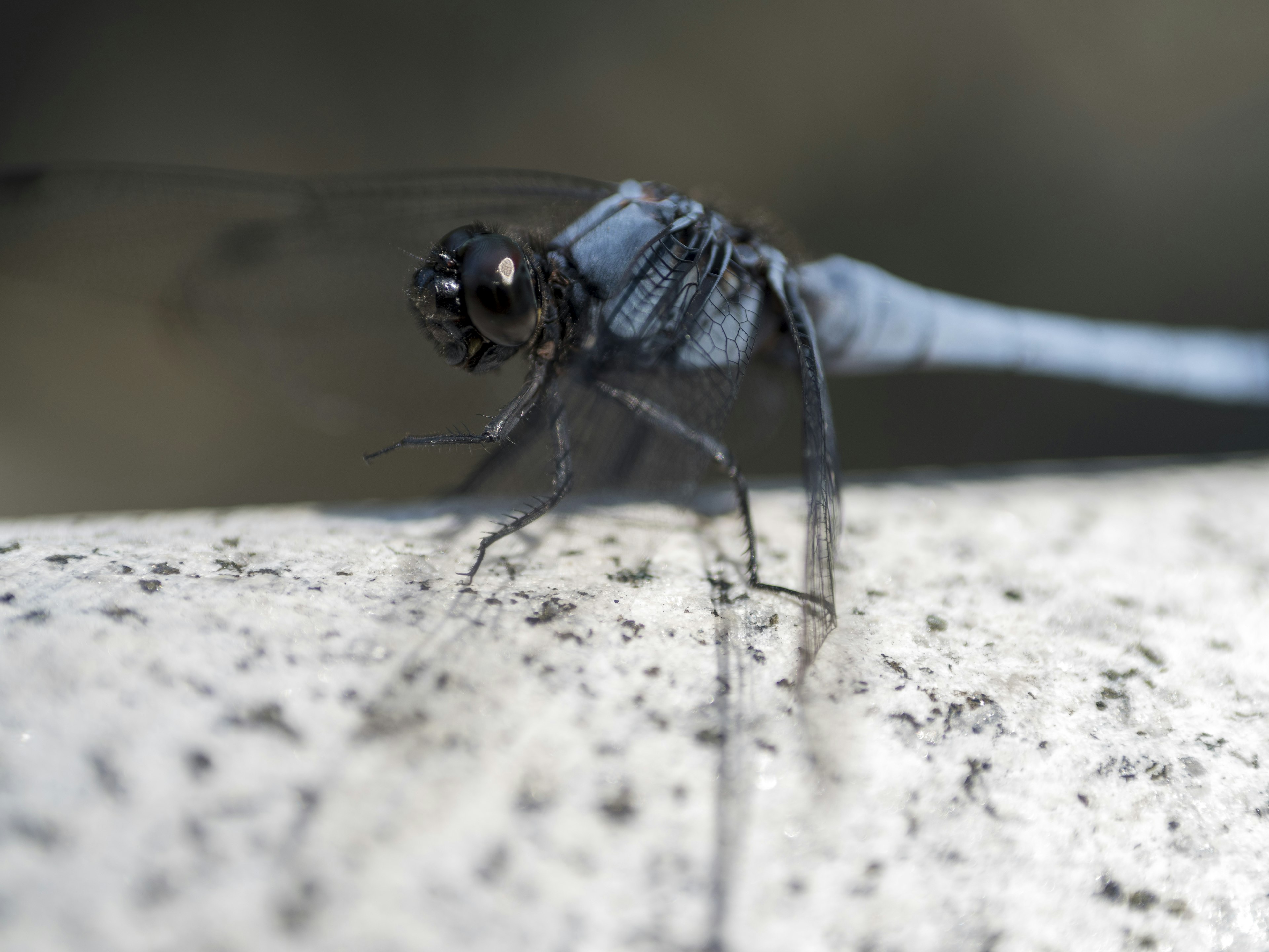 Gros plan d'une libellule bleue se reposant sur une pierre