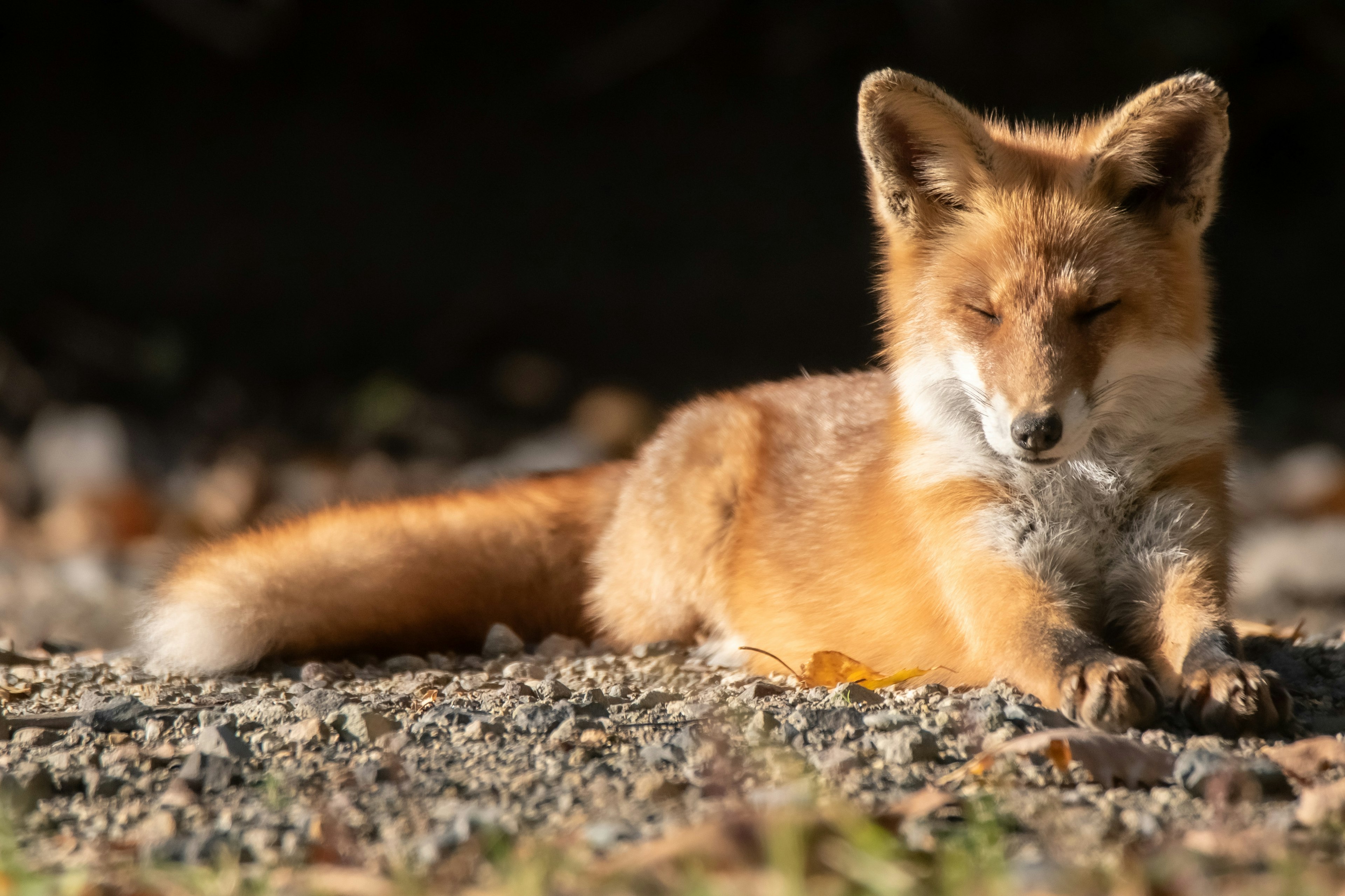 Un zorro marrón descansando al sol sobre grava