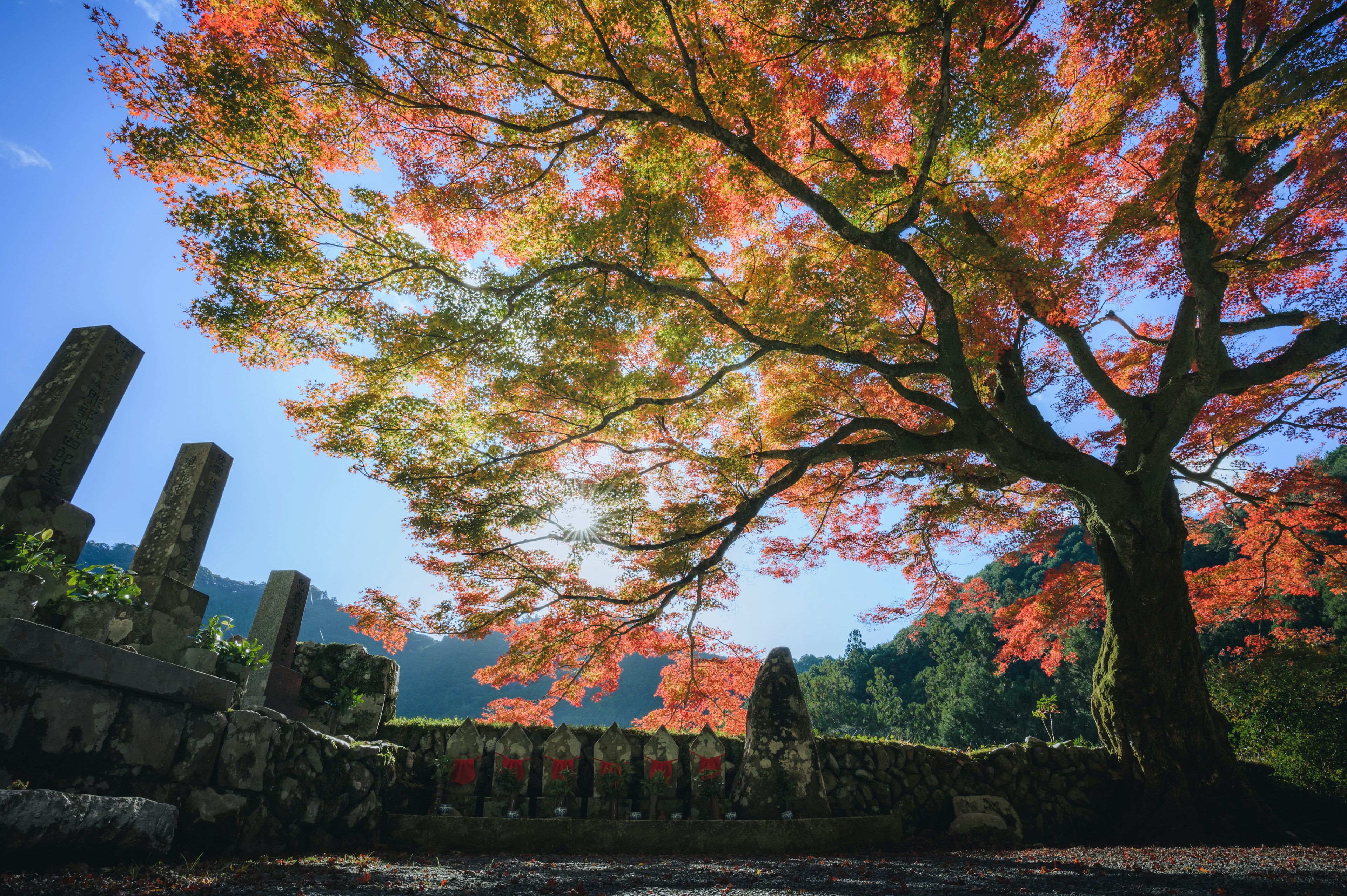 美しい紅葉の木と青空のコントラスト古い石の壁が背景にある風景