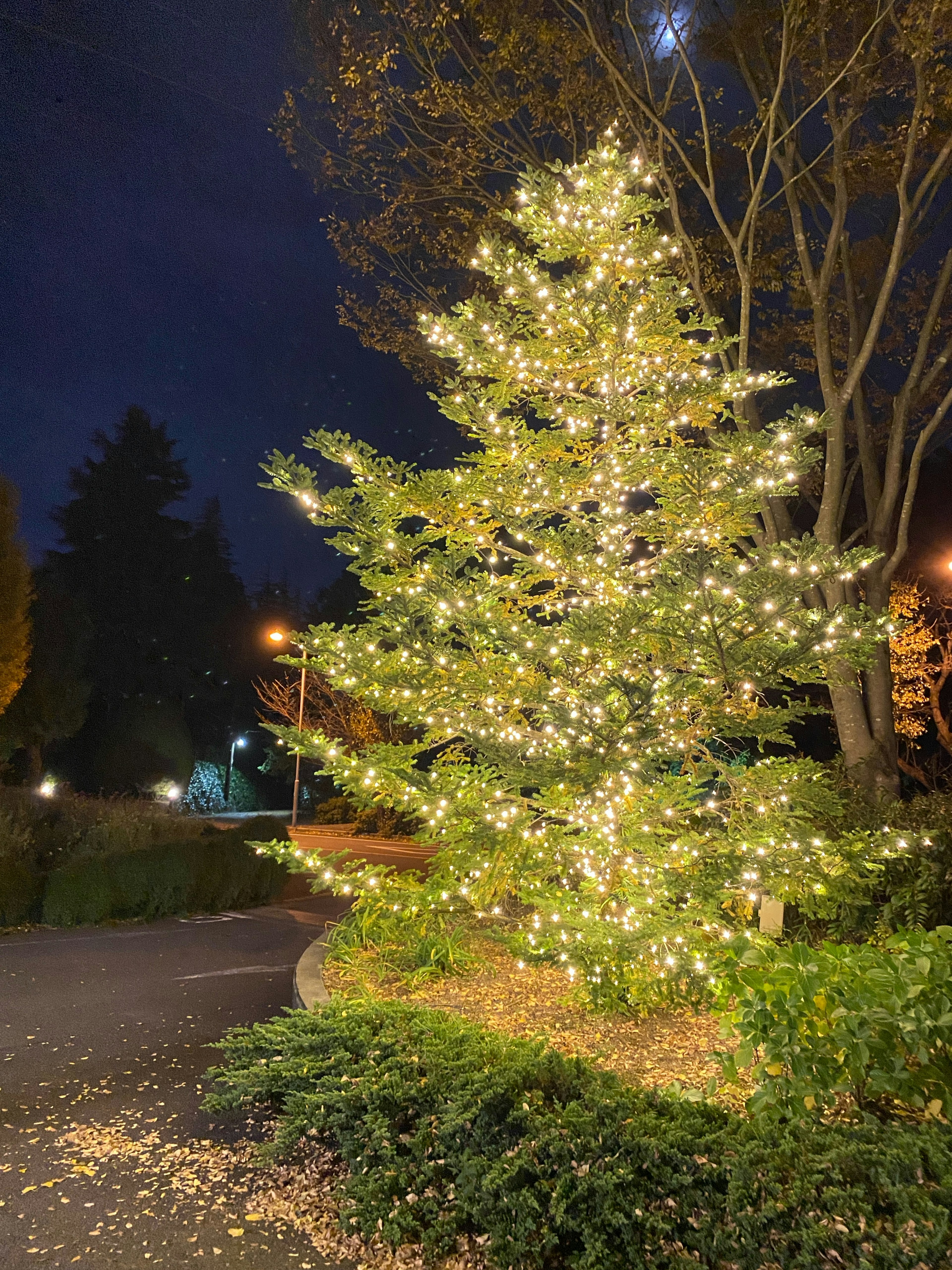 夜の公園に輝くクリスマスツリーが並ぶ道