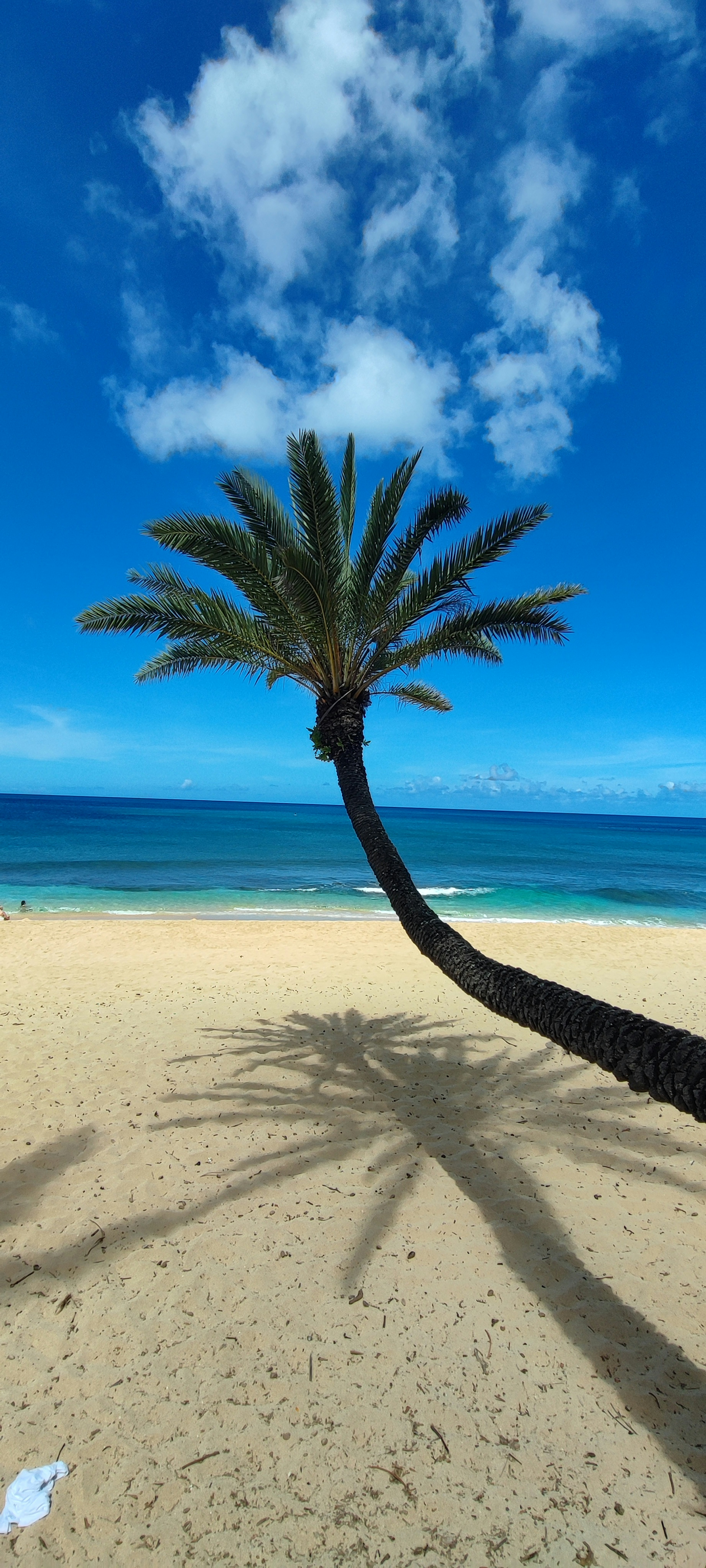 Tilted palm tree casting a shadow on sandy beach with blue sky and ocean